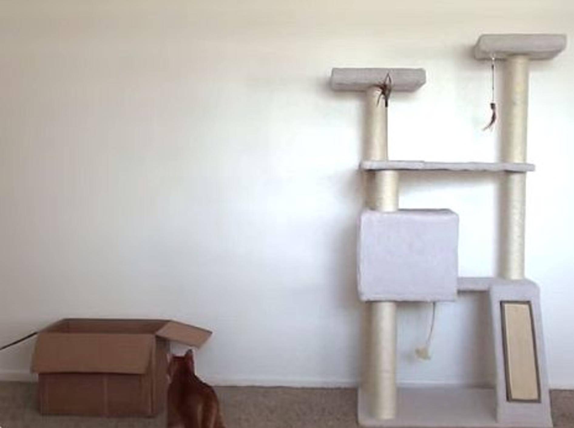 Süße Stubentiger geben Einführung in Katzenlogik – Bild: Youtube / Cole and Marmalade