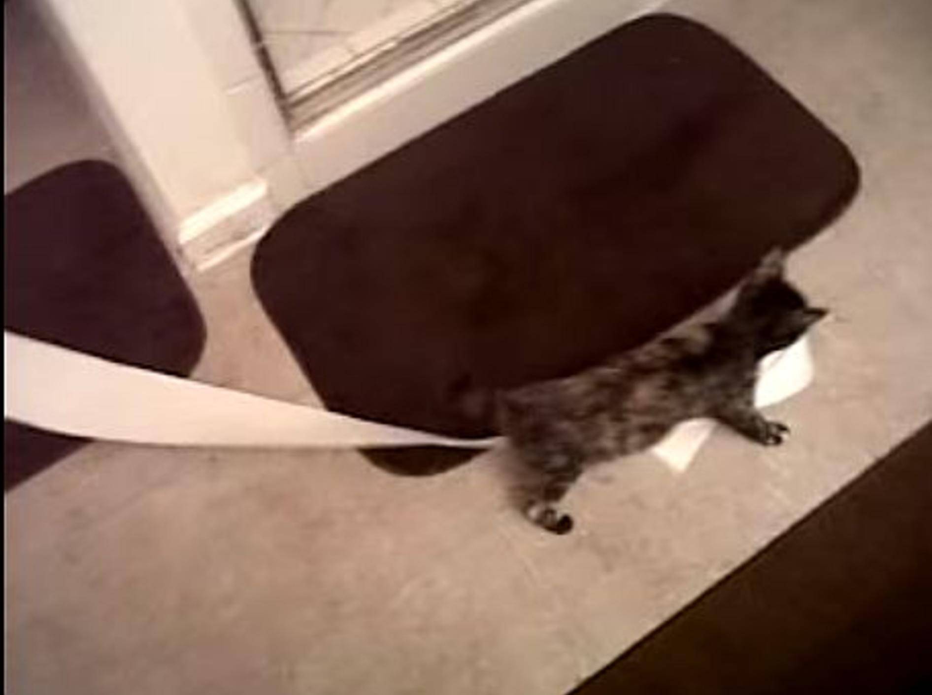 Freches Kätzchen klaut Klopapier – Bild: Youtube / nguyenamyn