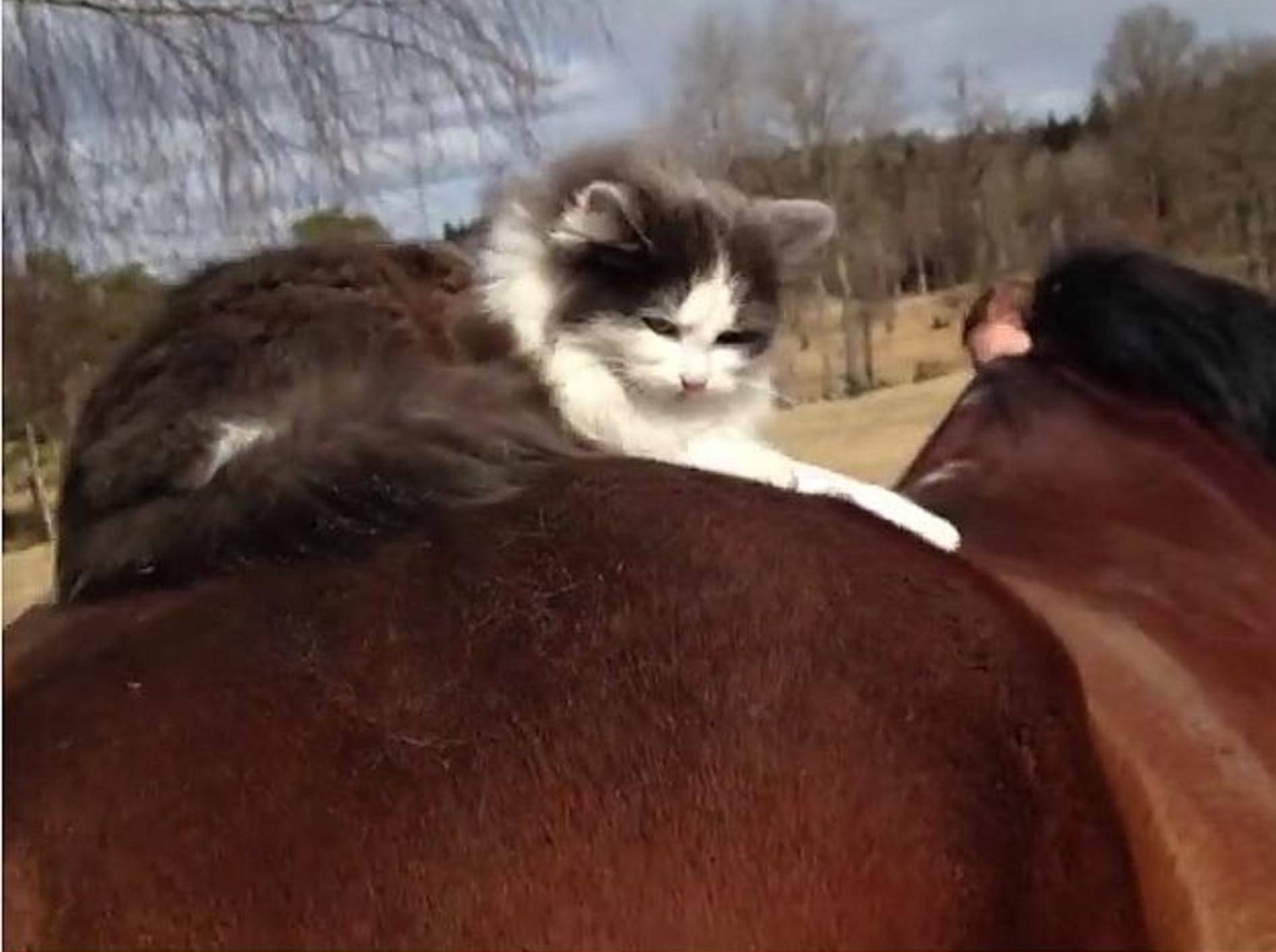 Katze und Pferd: Tierisch gute Freunde – Bild: Youtube / Jonatan Jungebrant