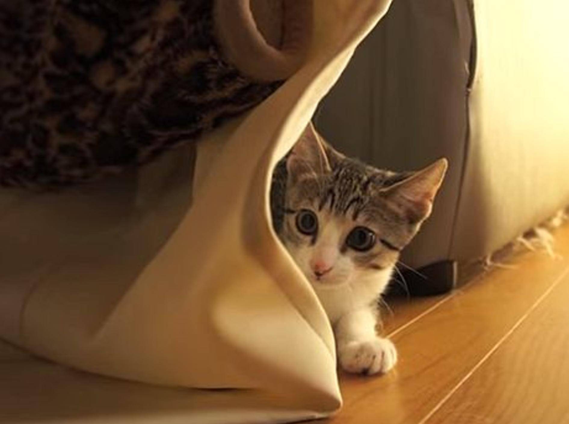 Ninja-Katze spielt Verstecken – Bild: Youtube / MAKO0MAKO0