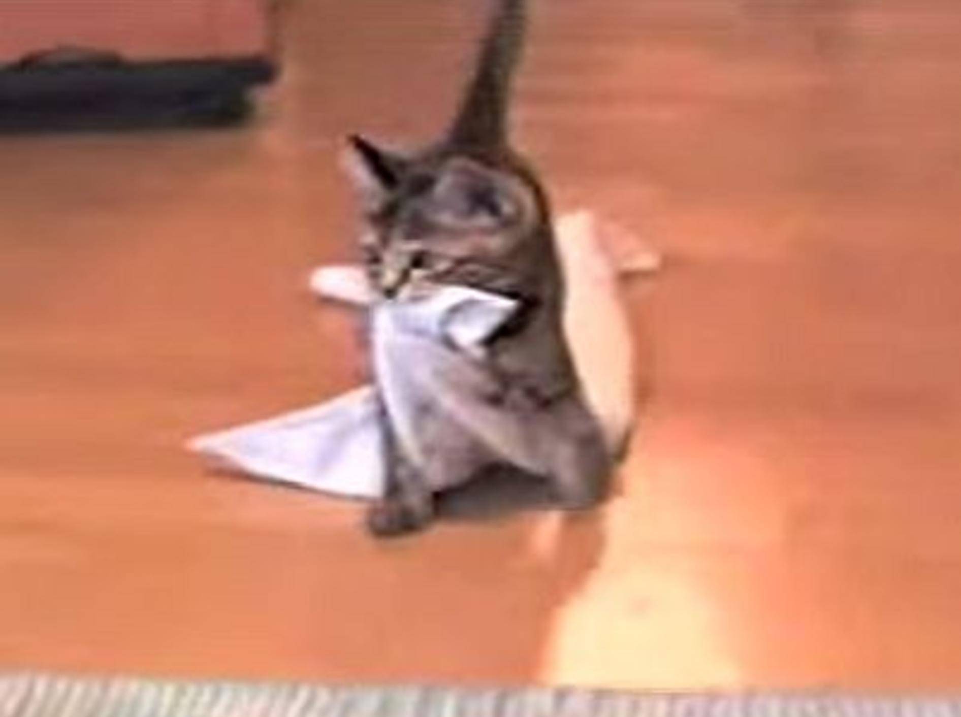 Verspielte Katze apportiert Handtuch – Bild: Youtube / cyanpuru
