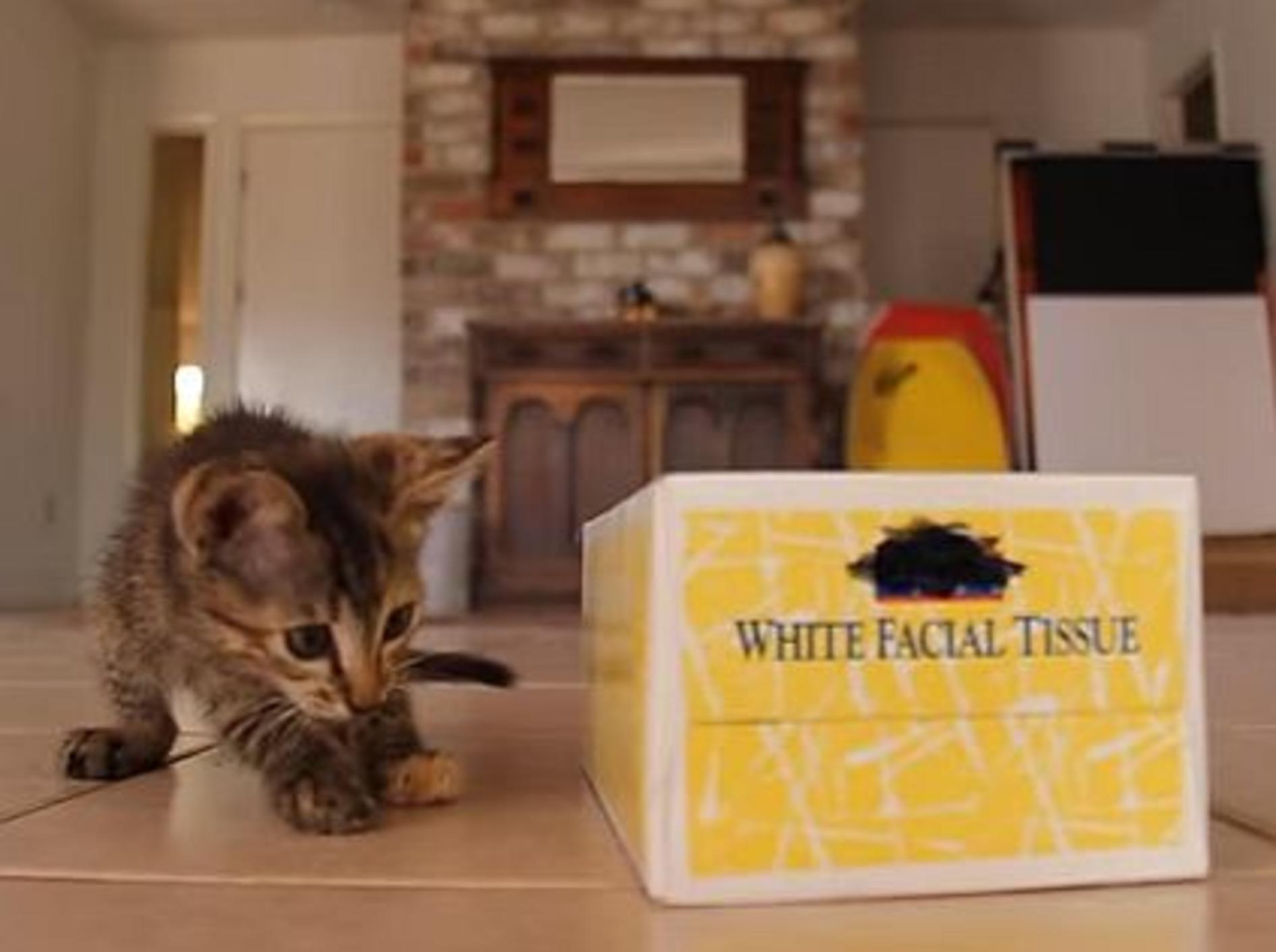 Katzenbaby liebt Taschentuchbox – Bild: Youtube / HyderKitty