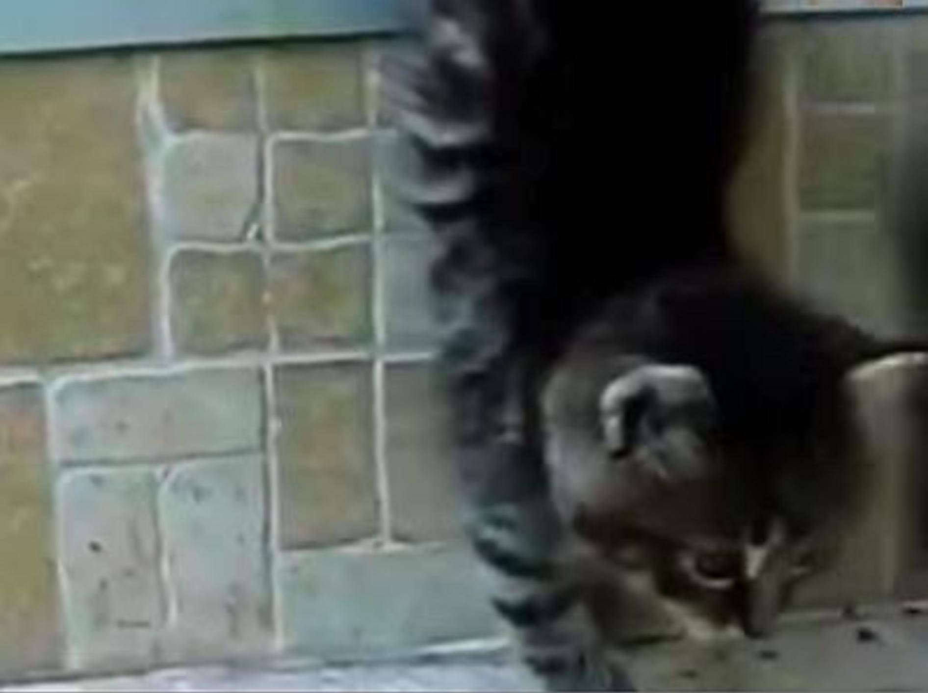 Gaaanz vorsichtig: Katzen üben Treppensteigen – Bild: Youtube / MrFunnyMals