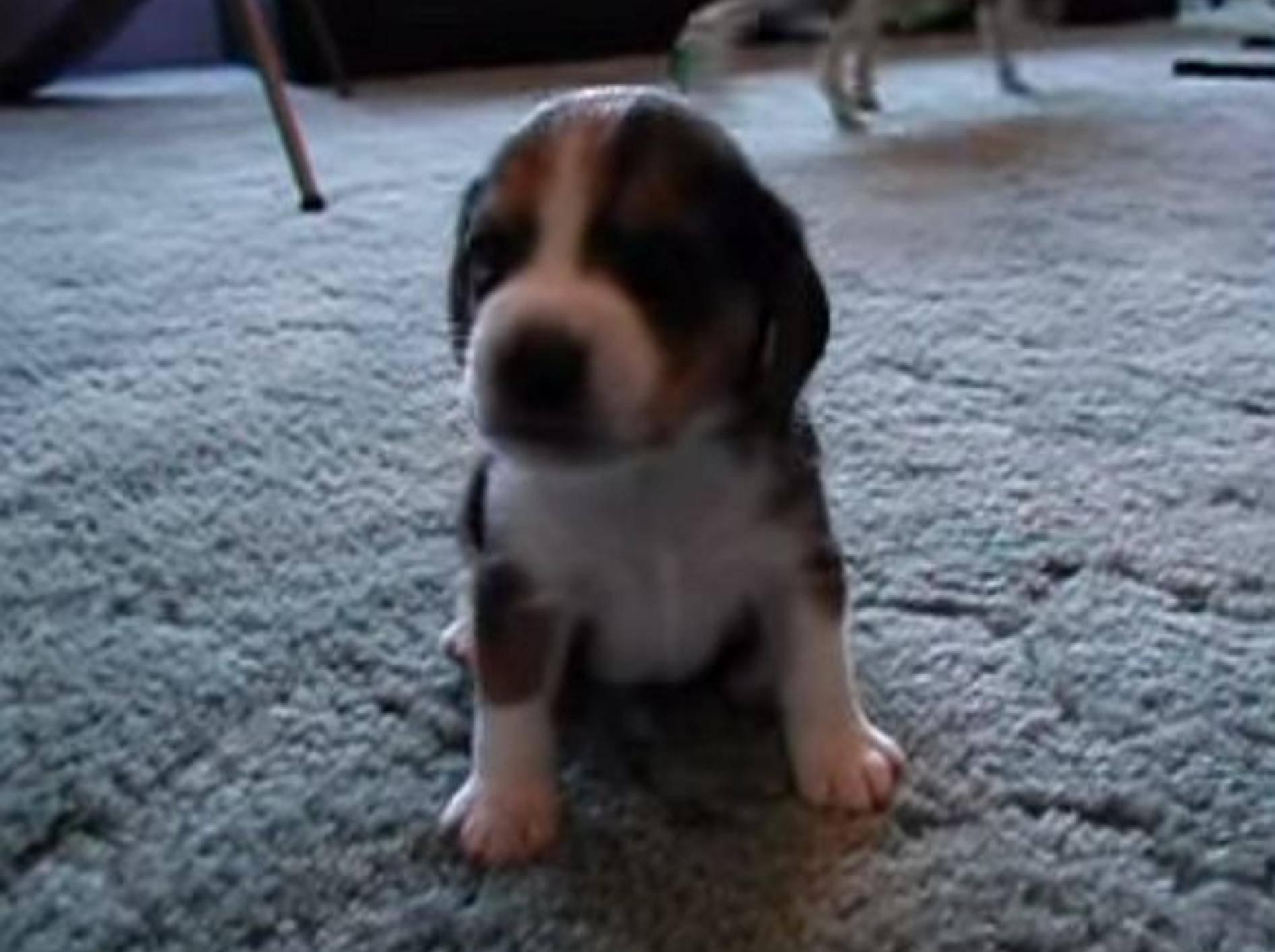 Süßer Beagle-Welpe: Klein, aber oho – Bild: Youtube / lisasbeagles
