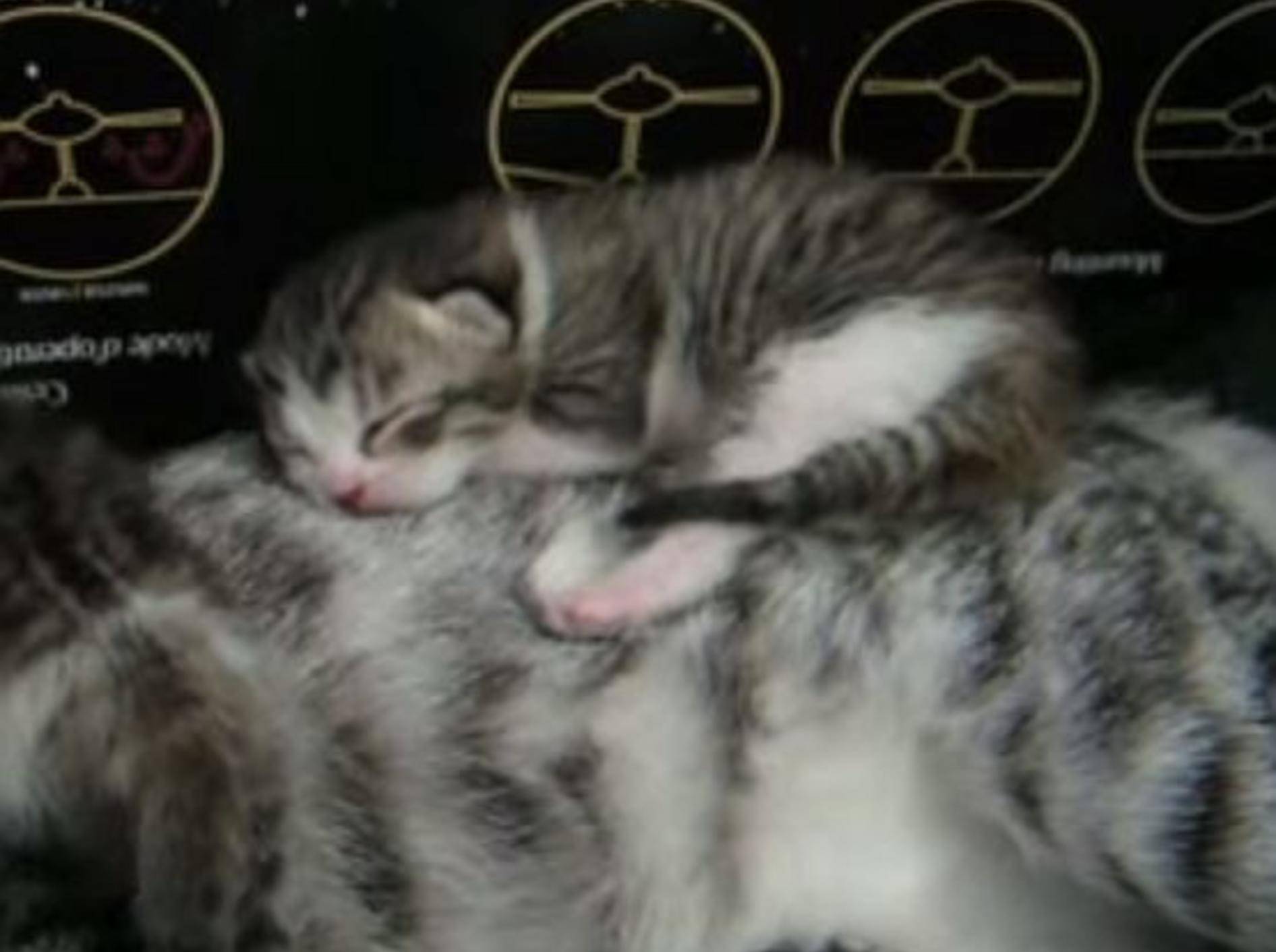 Katzenbaby hat den besten Schlafplatz der Welt – Bild: Youtube / ShannonMEJ