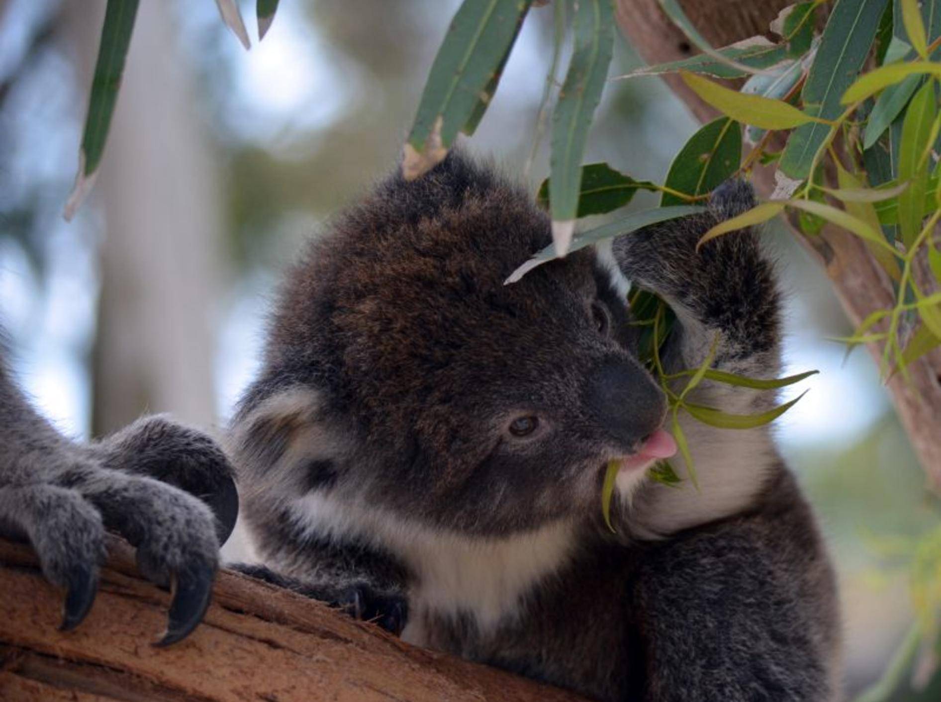 "Lecker Eukalyptus!", findet dieser kleine Koala – Bild: Shutterstock / Susan Flashman