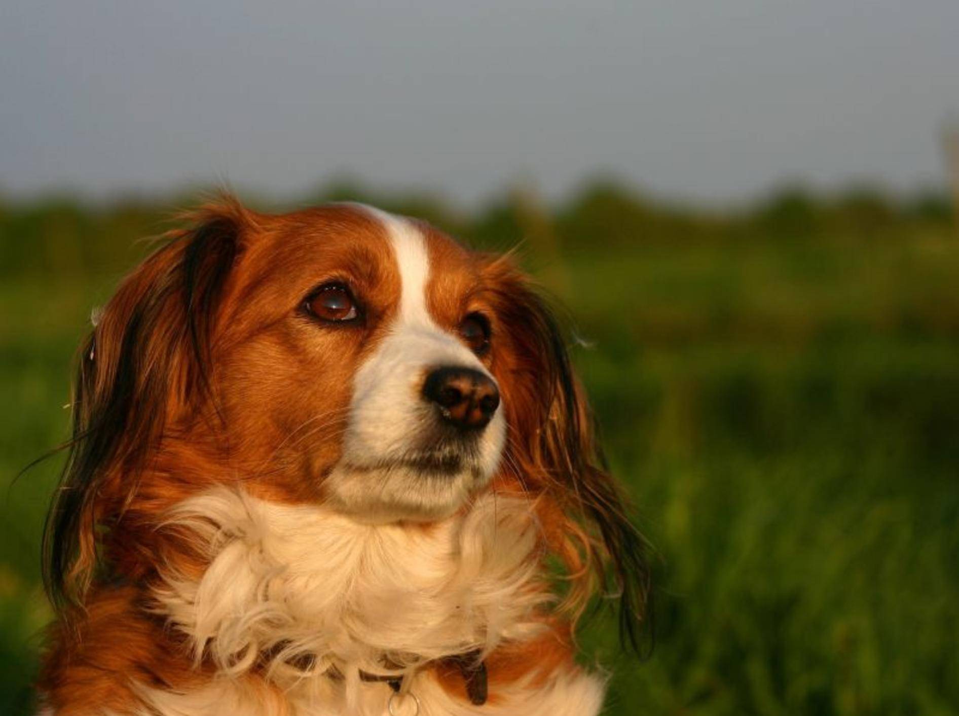 Beliebter Familienhund: Der Kooikerhondje gilt als sanftmütig und freundlich – Bild: Shutterstock / E.-Spek