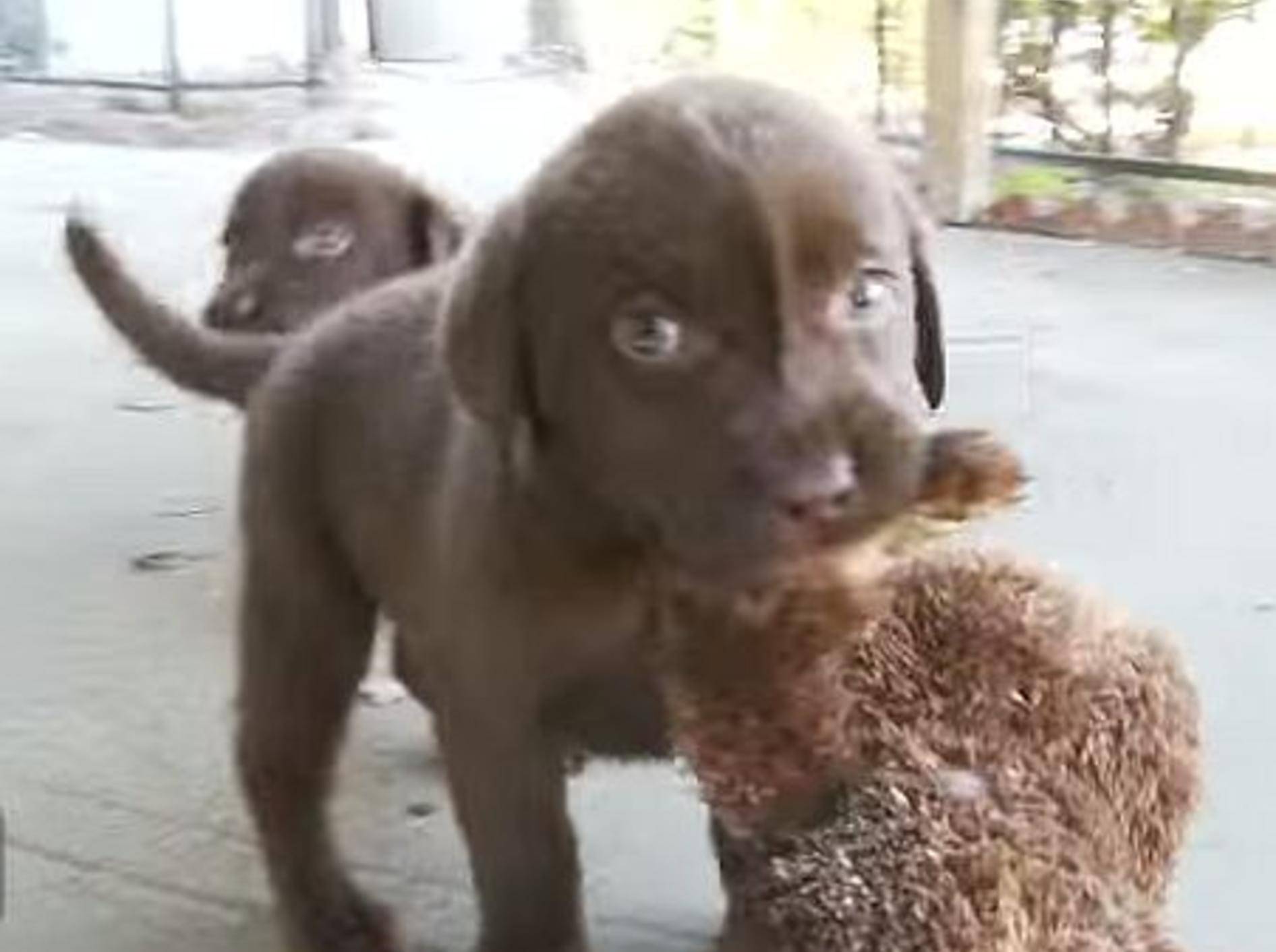 Schoko-Labrador-Welpen spielen mit Teddy – Bild: Youtube / The Pet Collective