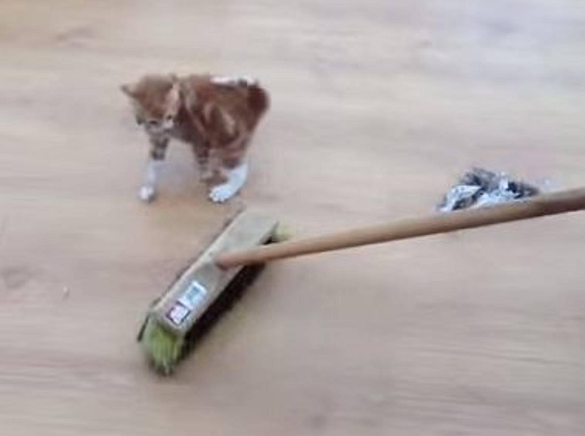 Mutige Katzen nehmen es mit Besen auf – Bild: Youtube / Fabulous Mr. Pug