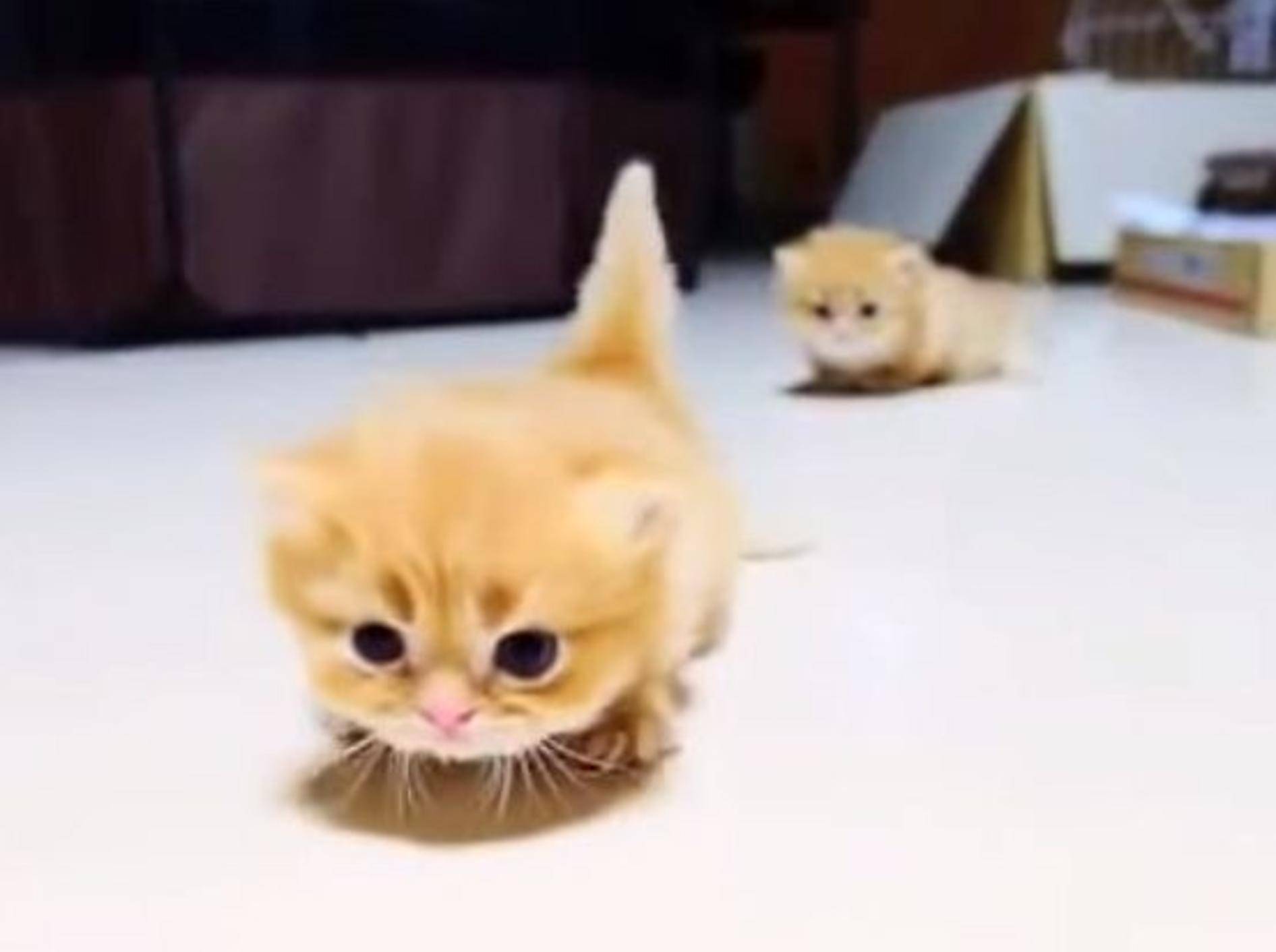 Rote Katzenbabys: "Laufen, wie geht das eigentlich?" – Bild: Youtube / AminalLove