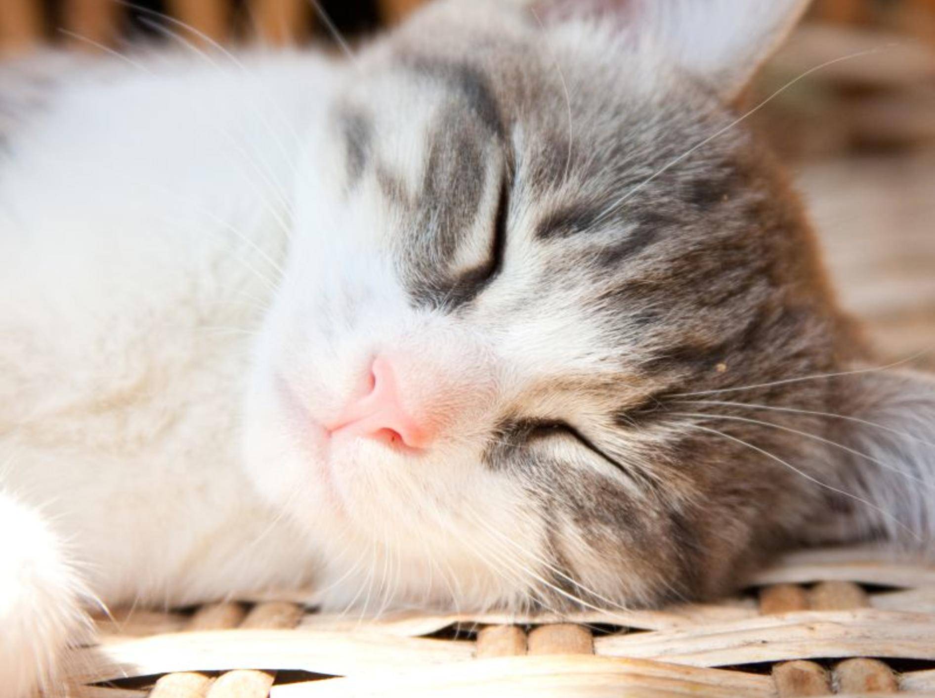 Erkältete Katzen wirken müde und abgeschlagen – Bild: Shutterstock / TalyaPhoto