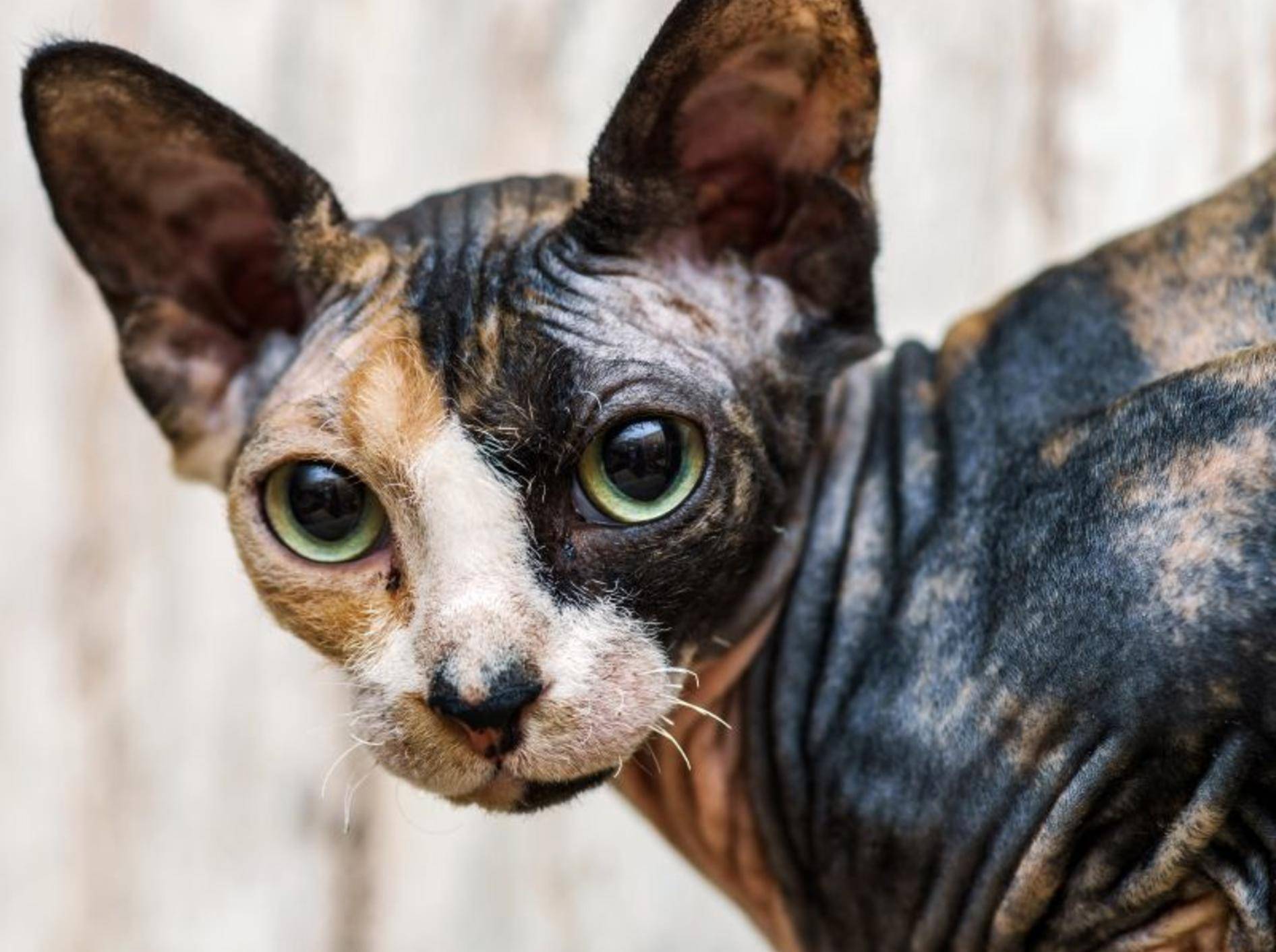 Die Sphynx-Katze ist überhaupt nicht gern allein – Bild: Shutterstock / bonzodog