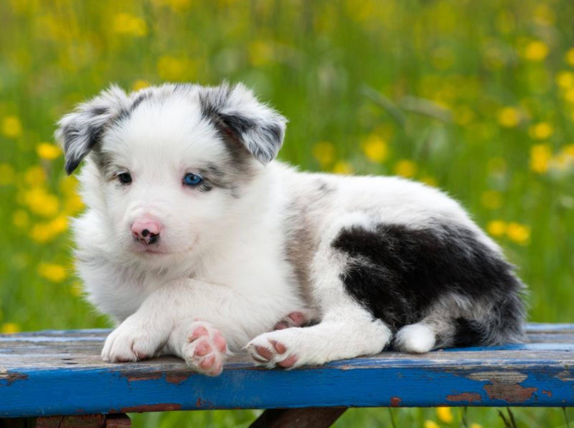 Kleine Pfötchen, blaue Augen, süßer Hundeblick: An diesem Border-Collie-Welpen ist einfach alles süß! – Bild: Shutterstock / Dora Zett