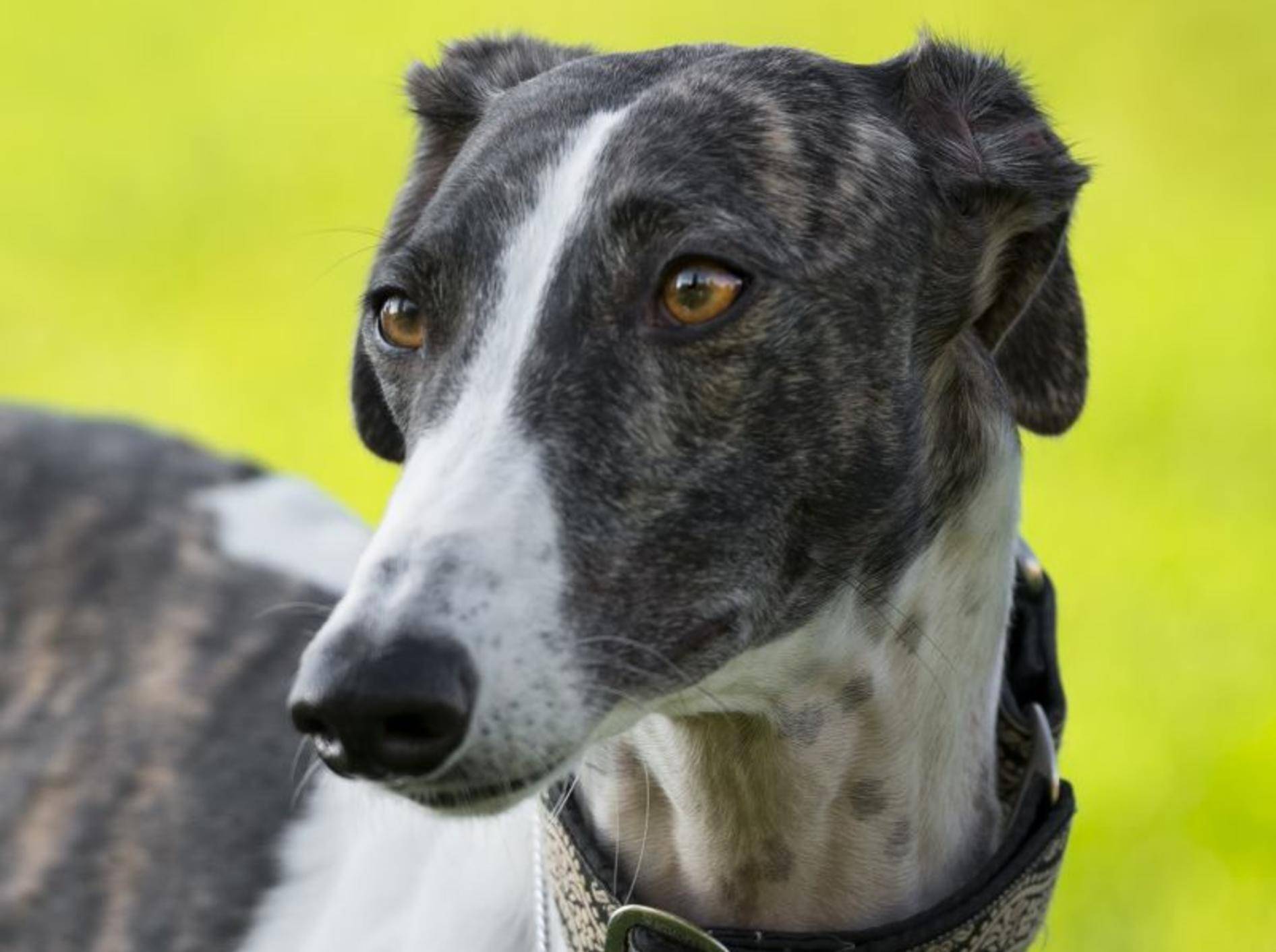 Der Greyhound: Ein schönes, stolzes und sehr schnelles Tier – Bild: Shutterstock / tsik