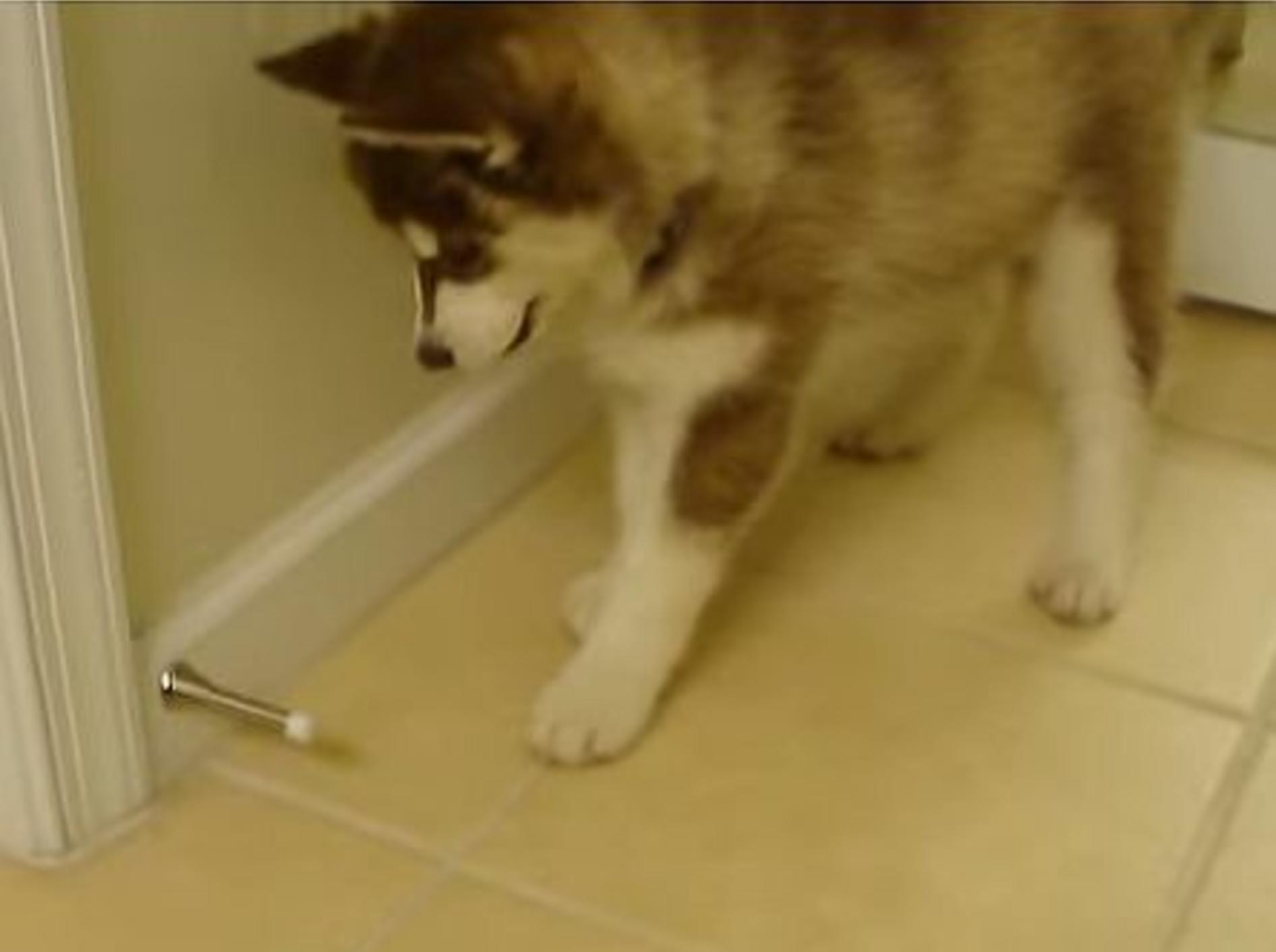 Husky spielt mit Türstopper – Bild: Youtube / Viral Spiral