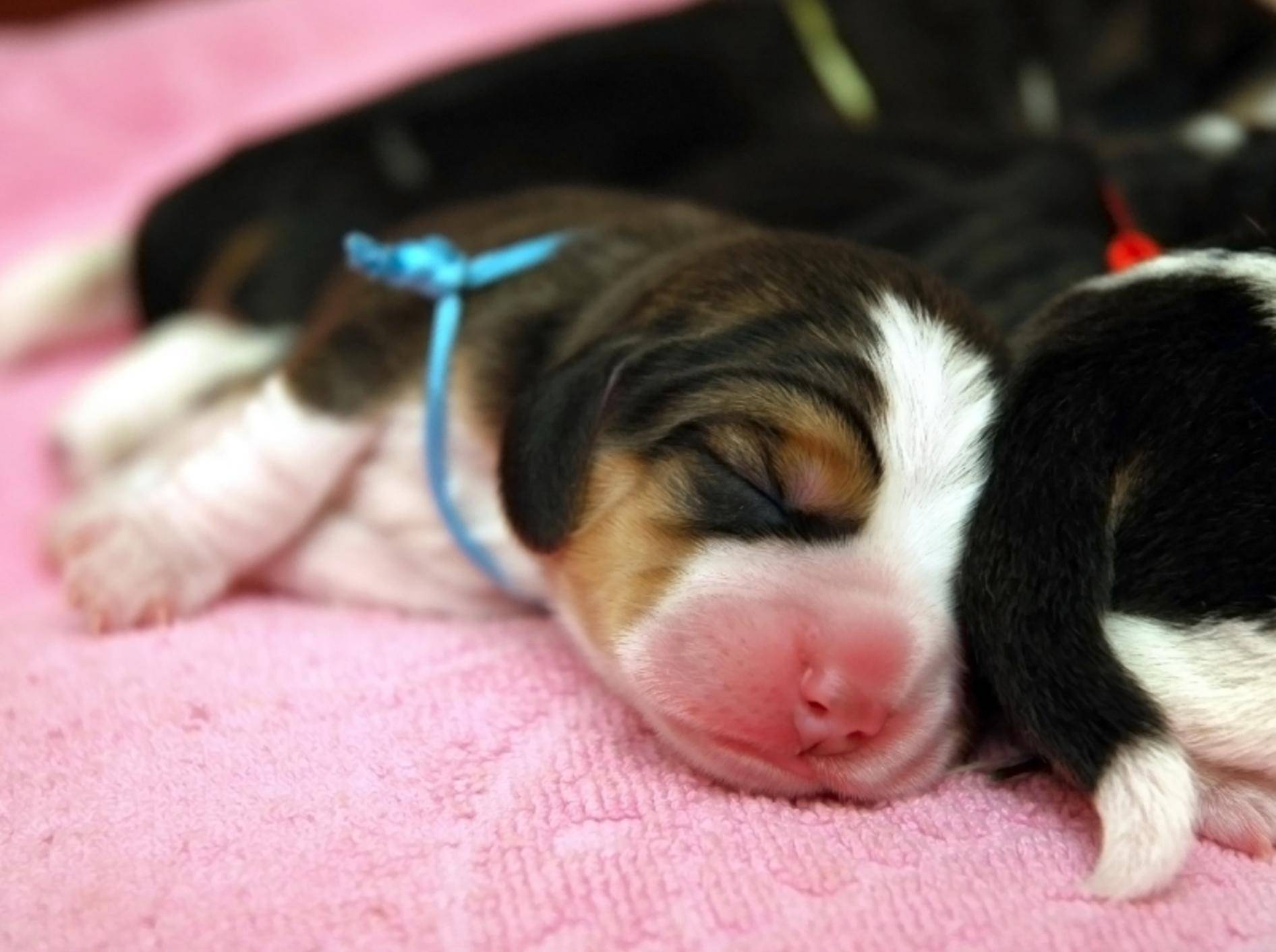 Putzig: Diese süßen Beagle-Welpen sind noch ganz klein – Bild: Shutterstock / Taiftin