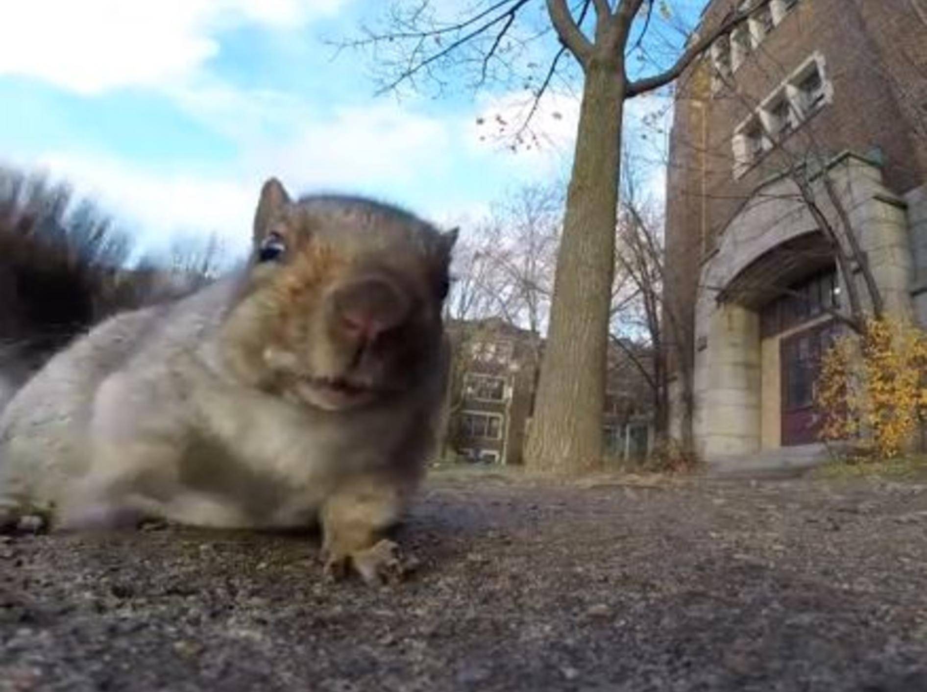 Freches Eichhörnchen: "Das ist meine Kamera!" – Bild: YouTube / Viva Frei