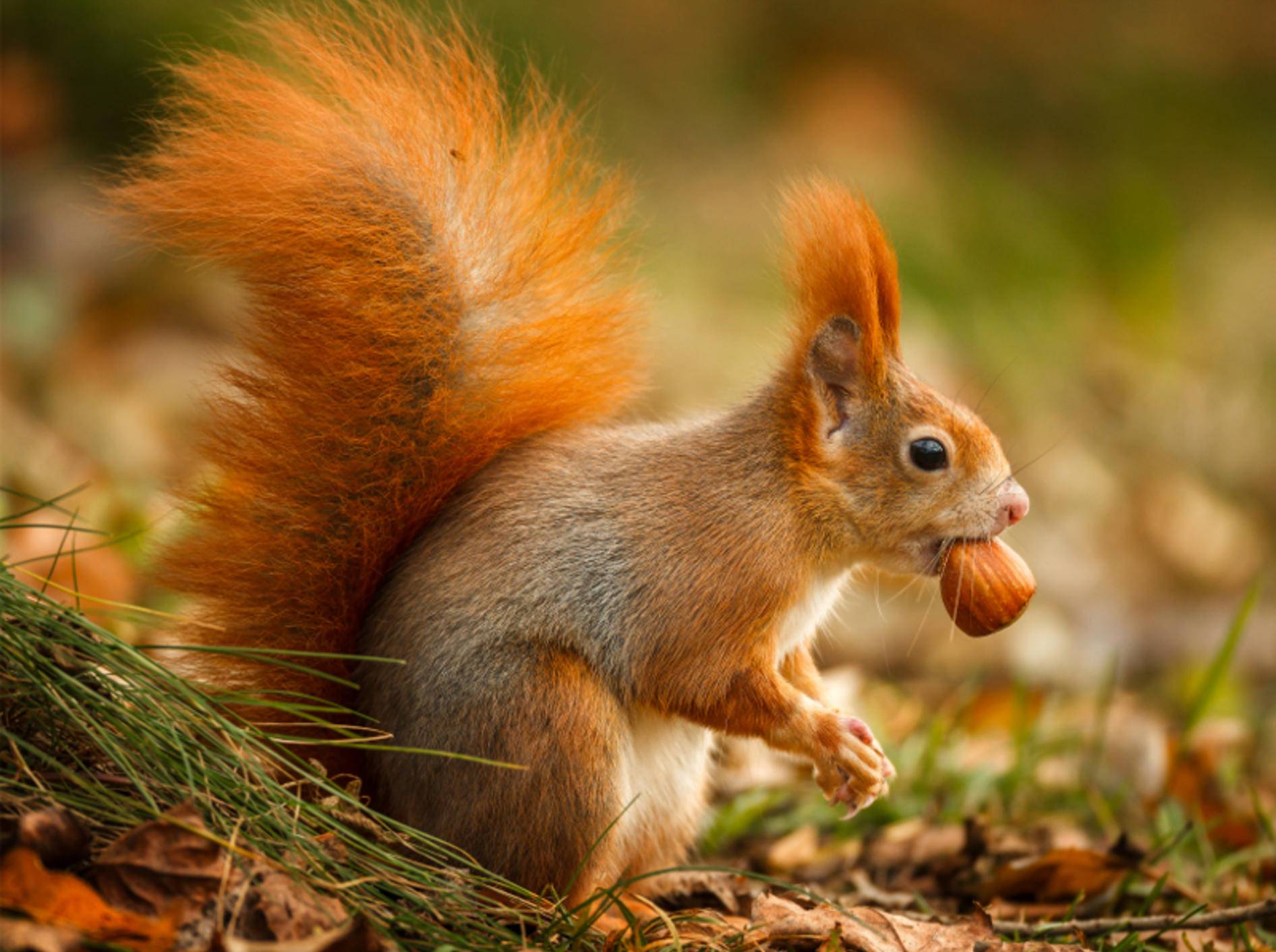 Eichhörnchen hat eine Nuss gefunden: "Leckerrrrr!" – Bild: Shutterstock / Neil Burton