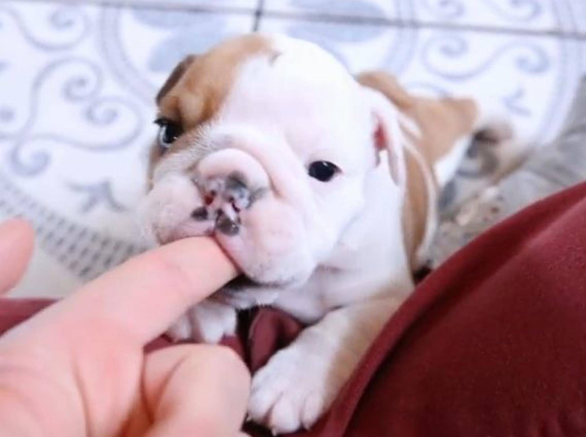 Süße Englische Bulldogge nuckelt am Finger – Bild: YouTube / The Pet Collective