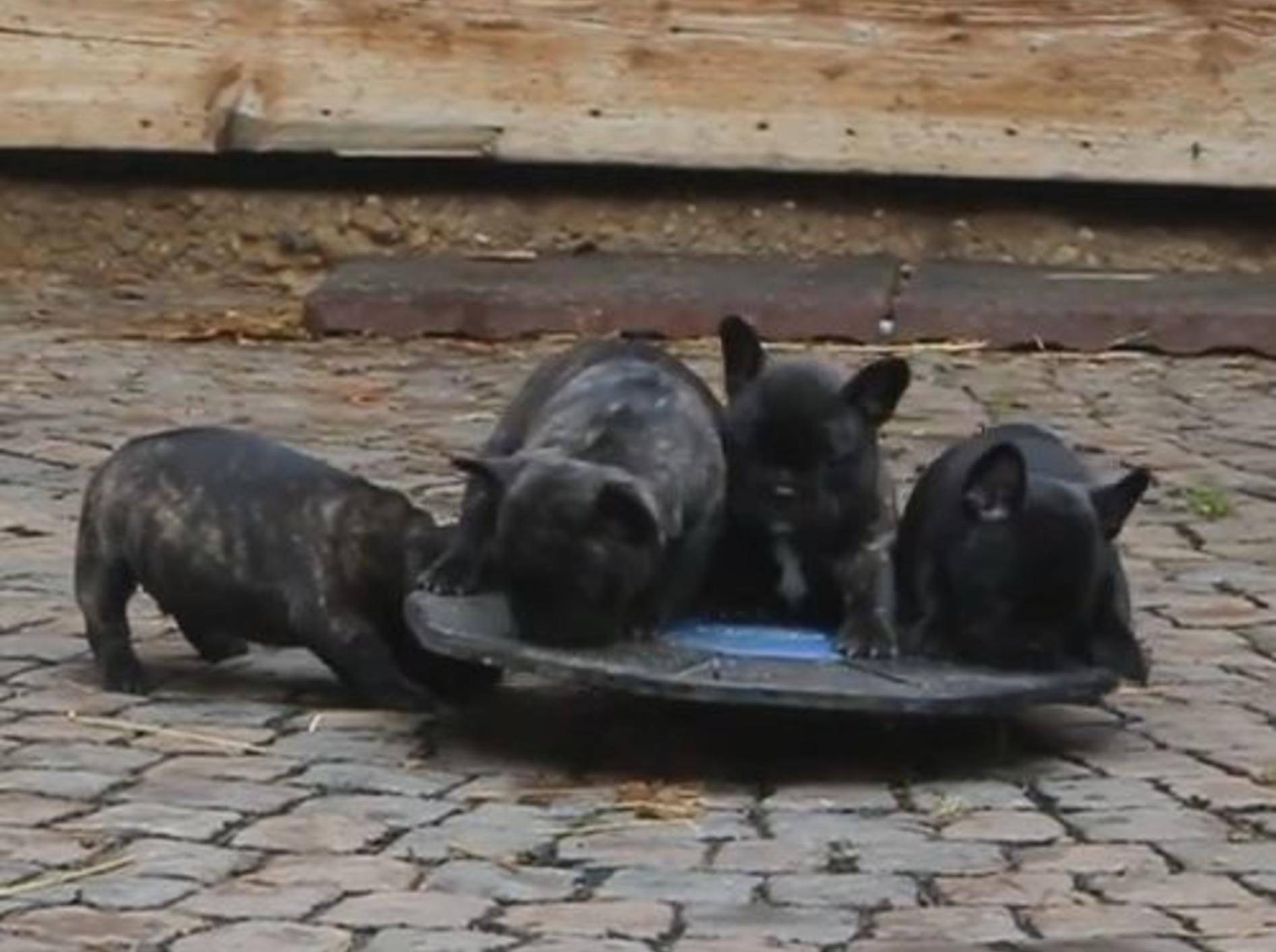 Süße Französische Bulldoggen beim Geschicklichkeitstest – Bild: YouTube / Yvonne Schwed
