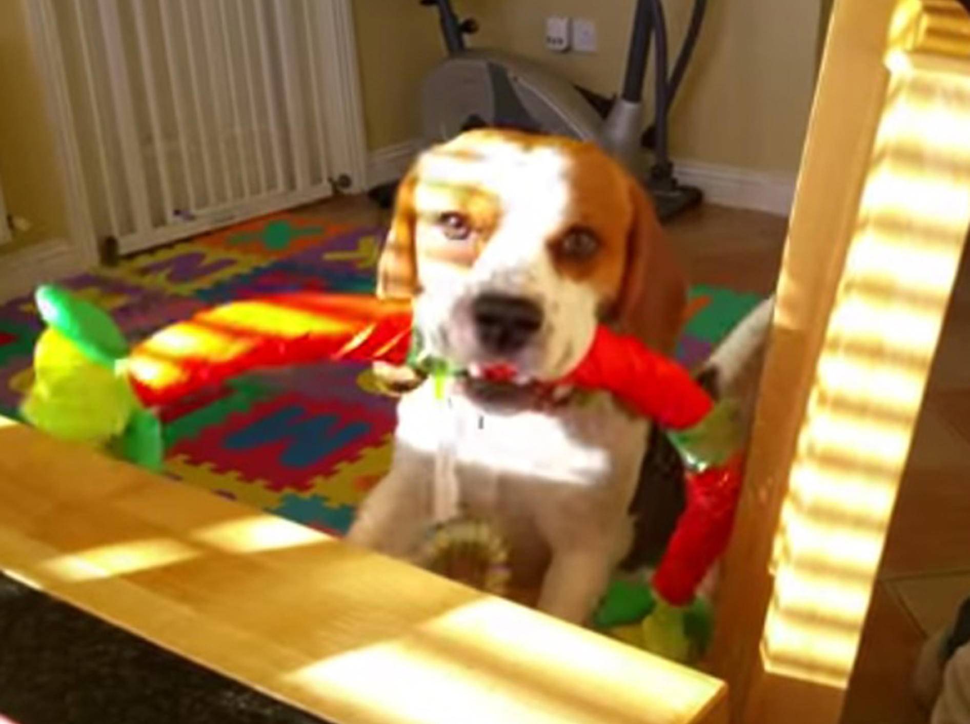 Schlauer Beagle: "Tausche Spielzeug gegen Frühstück!" – Bild: Youtube / Charlie The Beagle and Laura Olivia