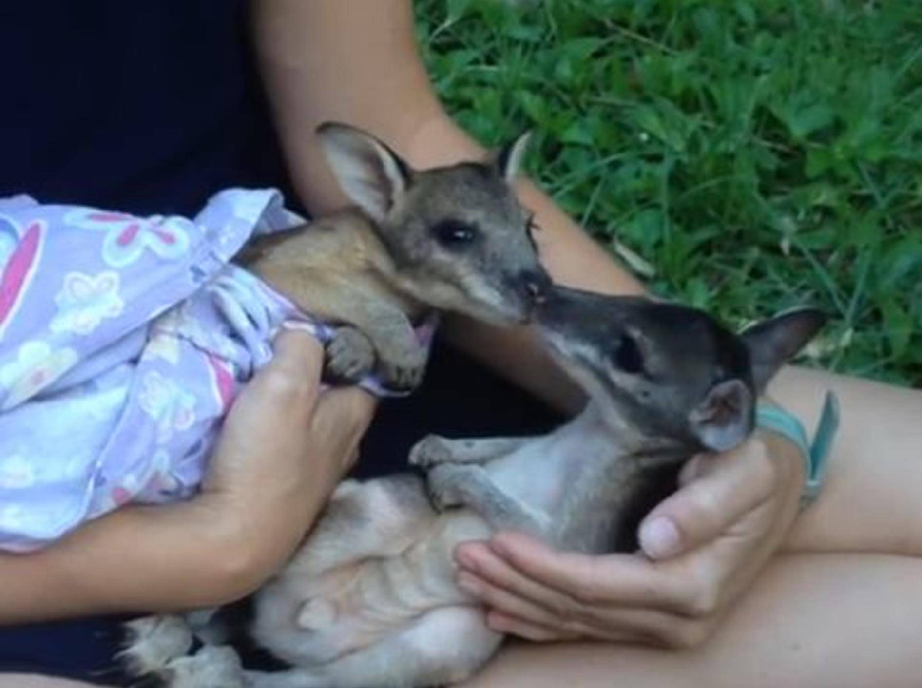Känguru-Babys treffen zum ersten Mal aufeinander – Bild: YouTube / Eye to Eye Marine Encounters