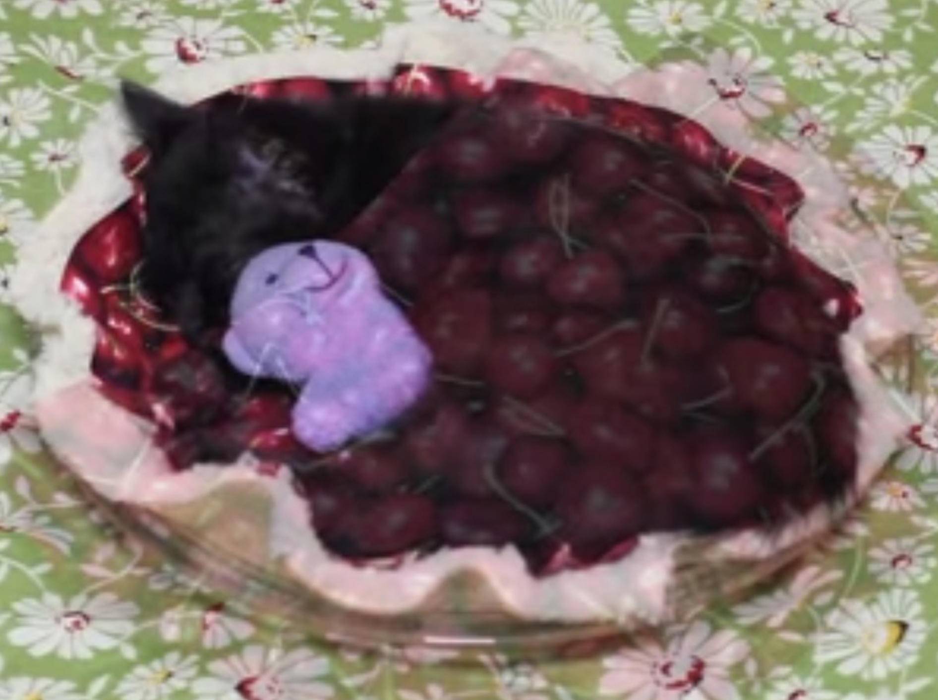 Liebe Katze hat das gemütlichste Bett der Welt – Bild: Youtube / Kitty Cat Bliss