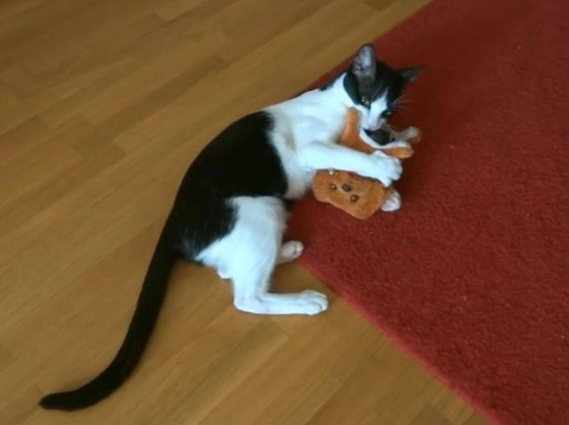 Freche Katze beim Spielen: Duell mit Roboterhund – Bild: YouTube / Fabulous Mr. Pug