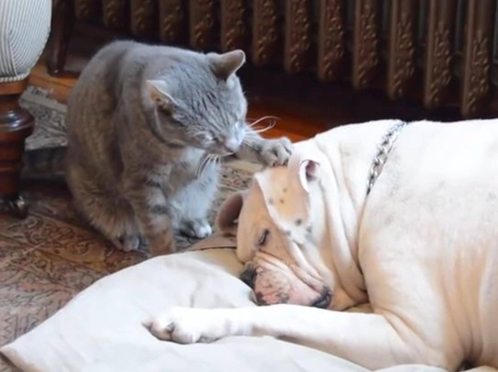 Süße Katze und eine Bulldogge: "Lass uns kuscheln!" – Bild: YouTube / Ron Tanner