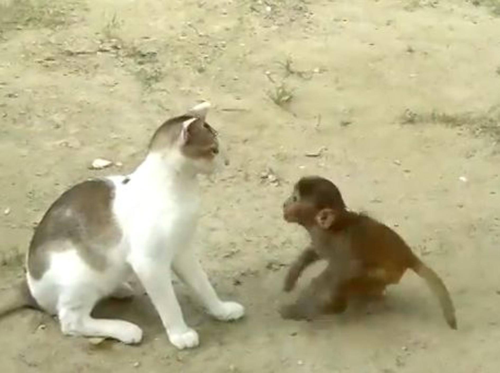 Katze wird von süßem Äffchen geärgert – Bild: YouTube / Nikita Karki