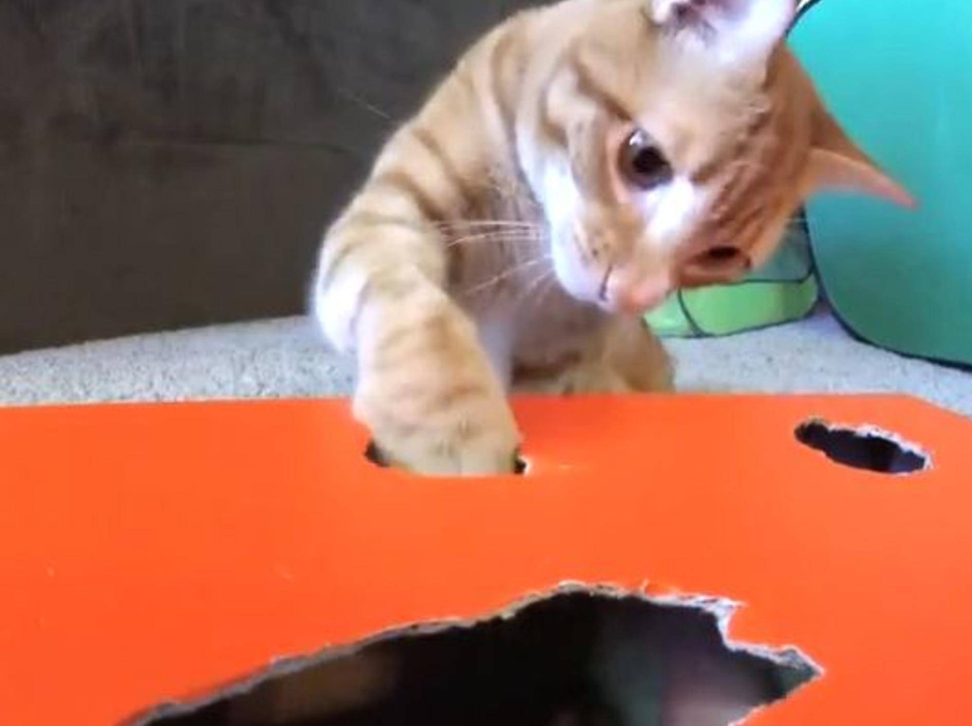 Cole und Marmalade: Katzen auf der Jagd nach Filzmaus – Bild: YouTube / Cole and Marmalade