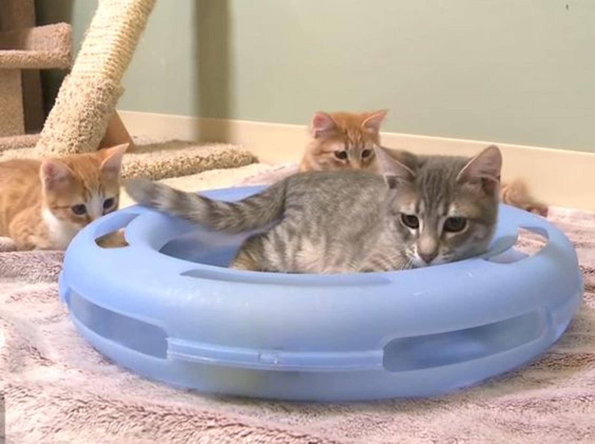 Niedliche Katzen im Kampf mit Spielzeug – Bild: YouTube / The Pet Collective