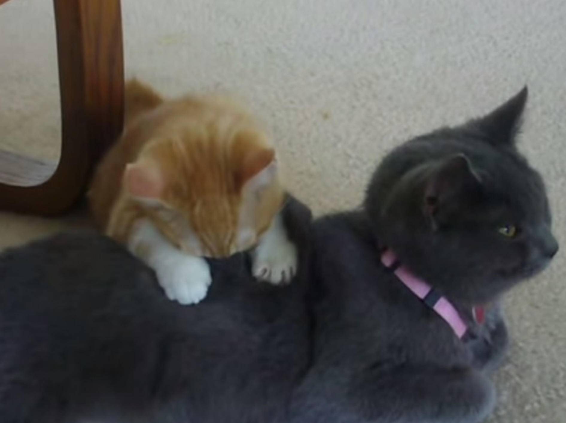 Rotes Kätzchen verpasst Britisch-Kurzhaar-Mix liebevolle Massage – Bild: Youtube / honkfrog