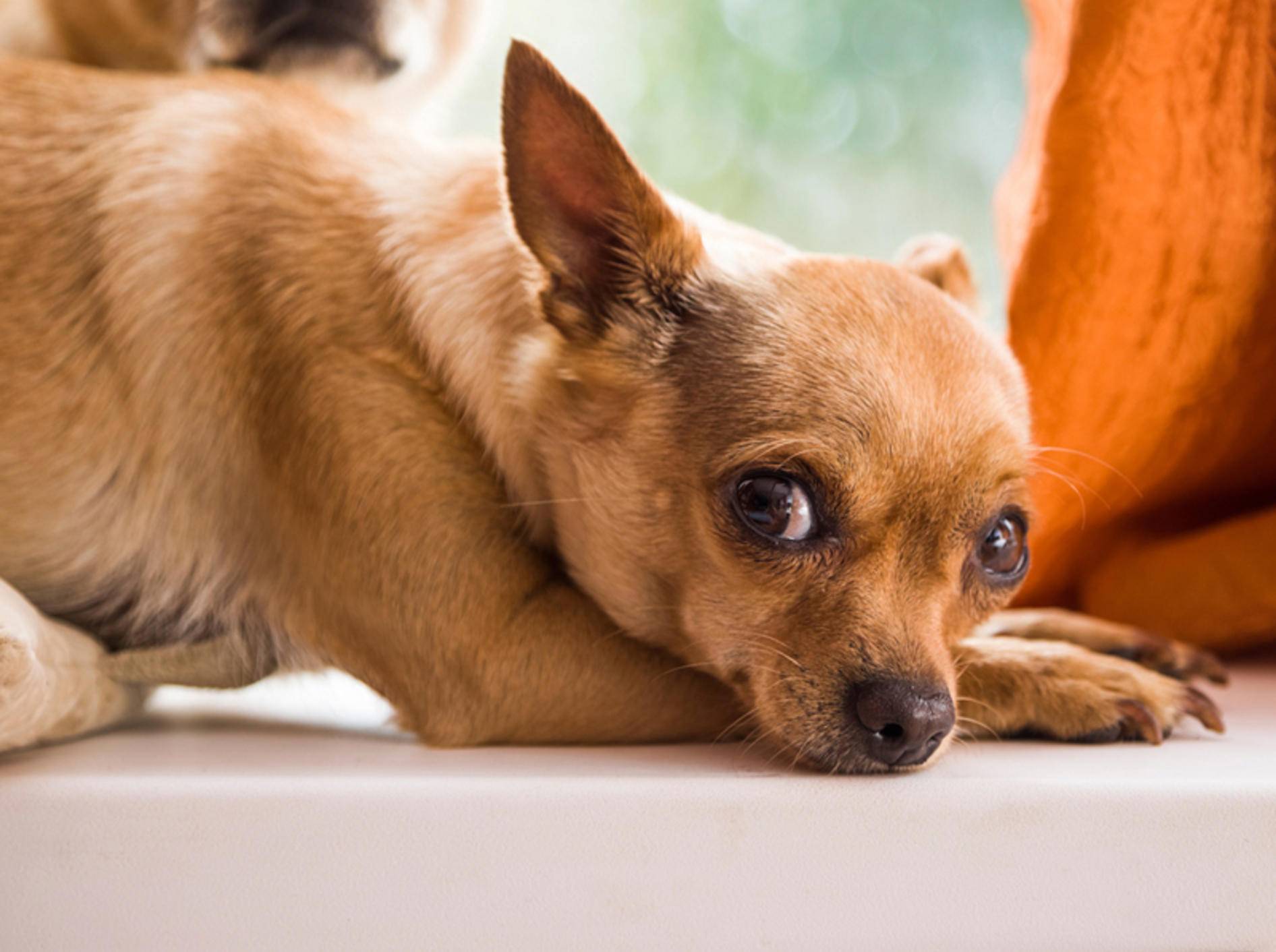 Eine schnelle Behandlung ist bei einem Hund mit Blutvergiftung elementar – Bild: Shutterstock / pixbull