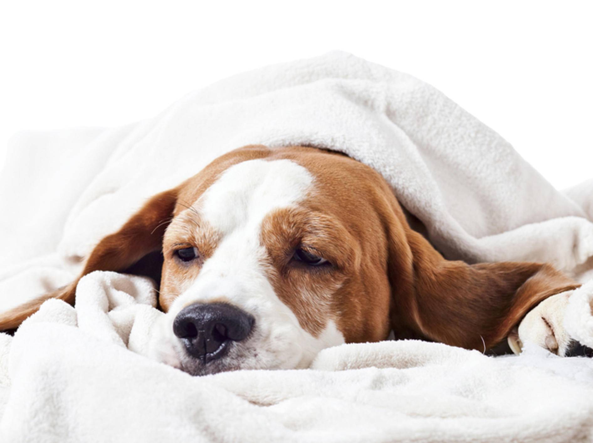 Wenn Ihr Hund einen Schock hat, ist schnelles Handeln gefragt – Bild: Shutterstock / Igor Normann