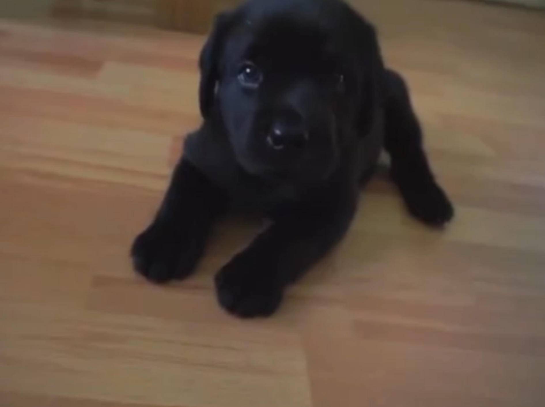 Süße Labrador-Welpen beim Spielen außer Rand und Band – Bild: YouTube / Melanie Lang