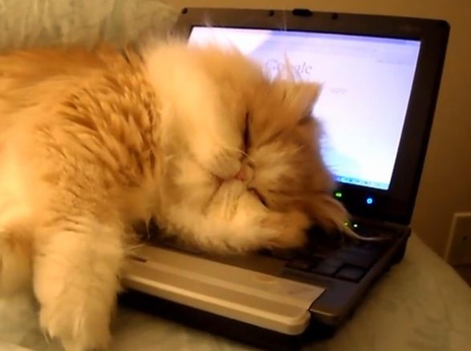 Süße Perserkatze: Verliebt in einen Laptop – Bild: YouTube / sweetfurx4