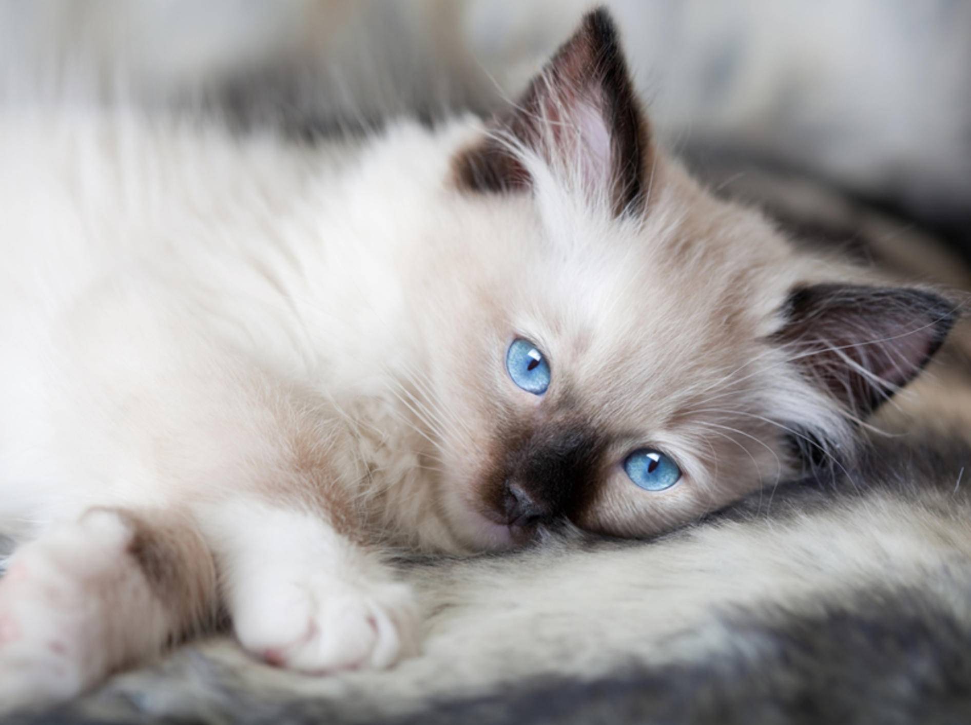 Ragdoll-Katzenbabys fallen besonders durch ihre strahlend blauen Augen auf – Bild: Shutterstock / Anneka