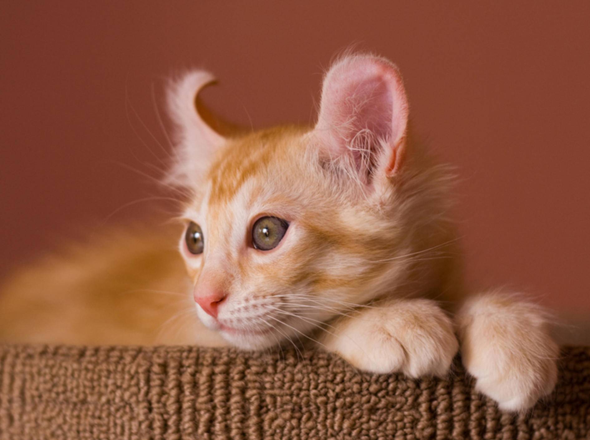 Entstanden ist die schöne American Curl Cat aus einer Genmutation – Bild: Shutterstock / Vasiliy Khimenk