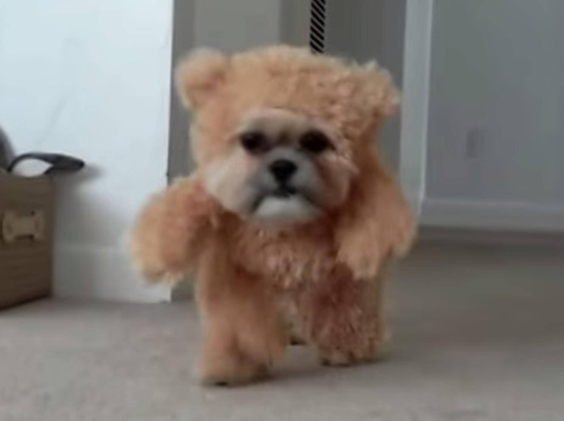 Shih Tzu oder Teddybär? – Bild: Youtube / Munchkin the Shih Tzu