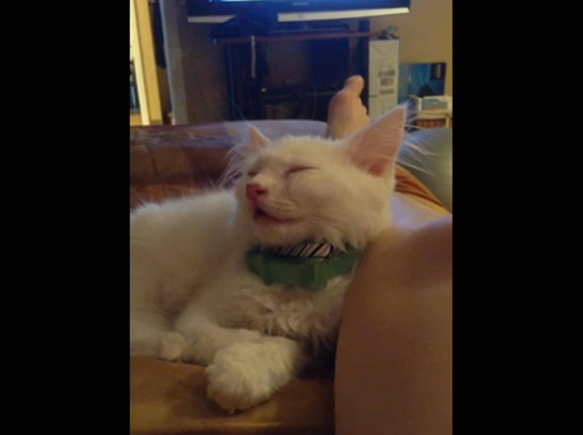 Süße Katze: "Ich will nicht einschlafen!" – Bild: YouTube / Carmyn Parks