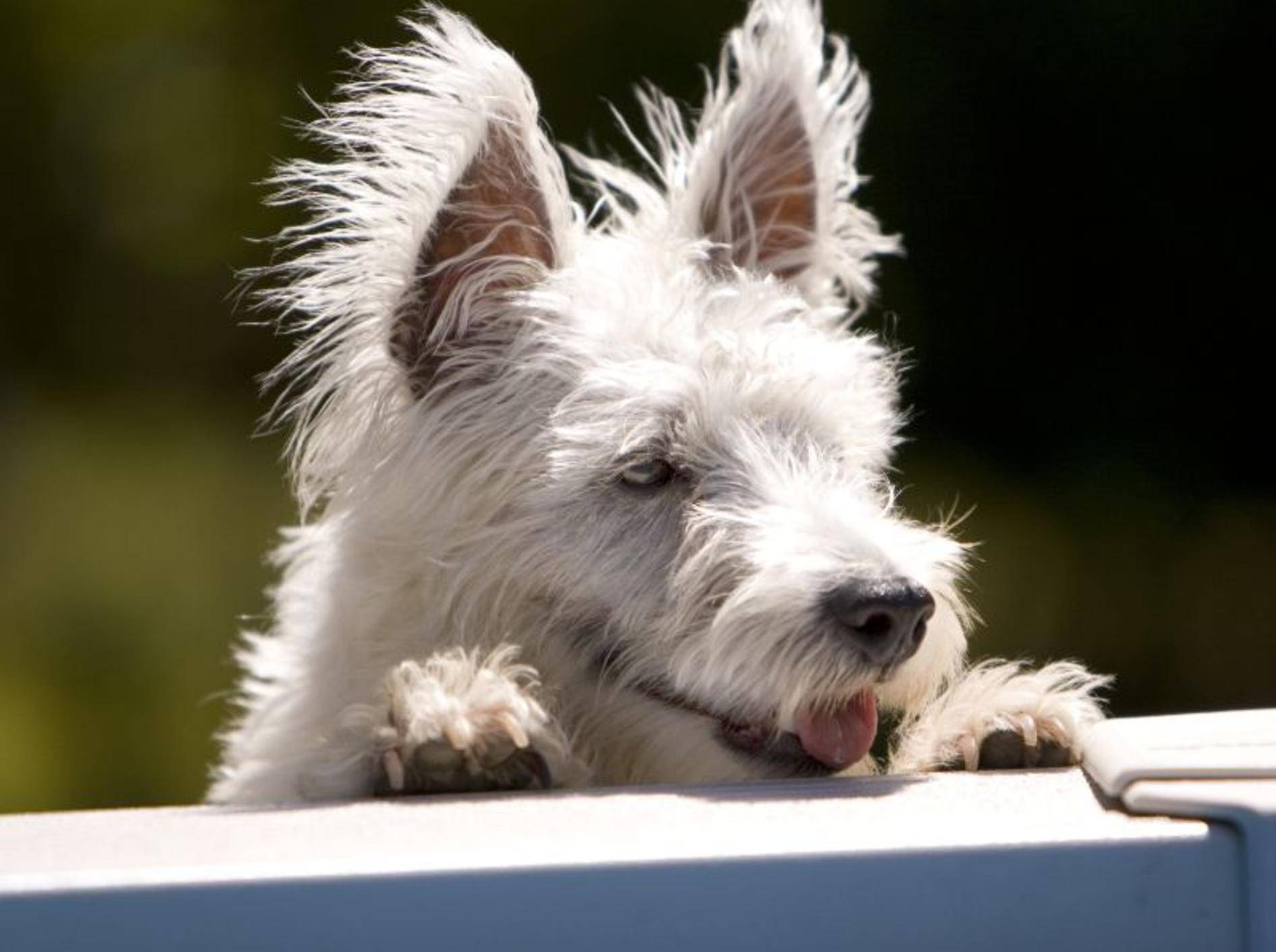 Neugierig, wie West Highland White Terrier sind, genießen sie furchtbar gerne die Aussicht – Bild: Shutterstock / JD