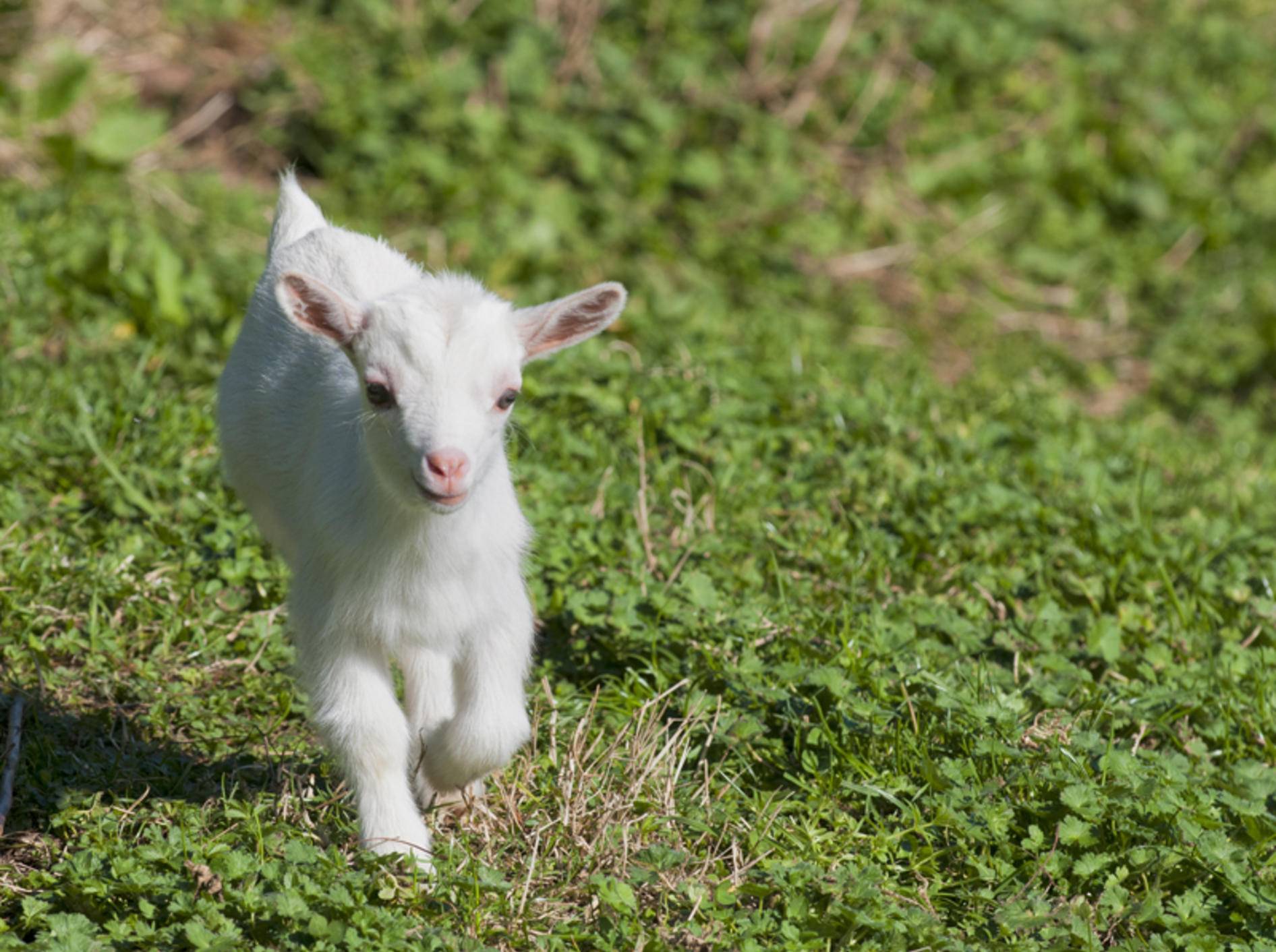 Wohin diese kleine Ziege wohl so eilig auf dem Weg ist? – Bild: Shutterstock / Andrea Izzotti