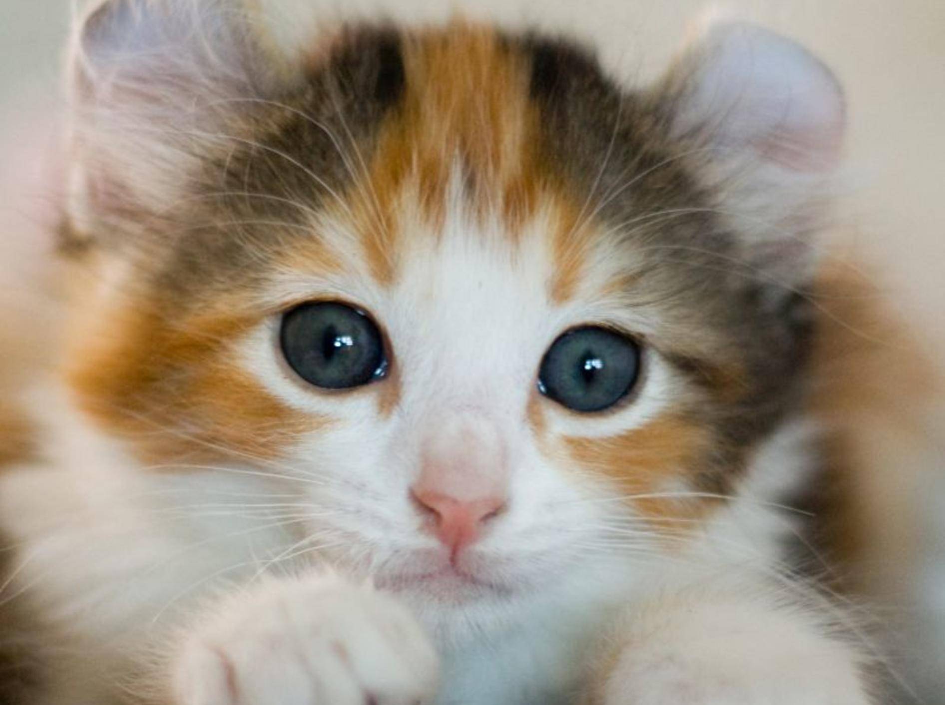 American Curl Katzen bezaubern nicht nur durch ihr besonderes Aussehen – Bild: Shutterstock / Vasiliy Khimenko