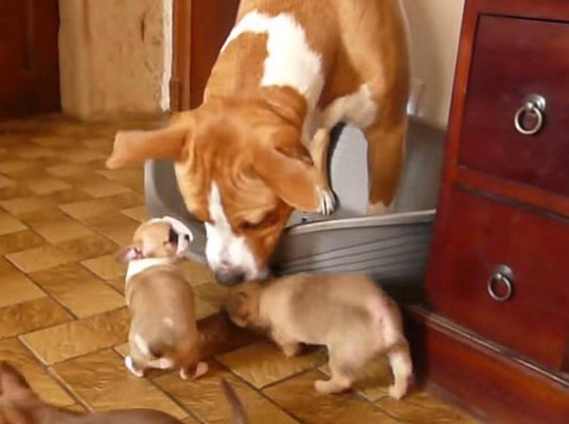 American Staffordshire Terrier trifft Chihuahua-Welpen – Bild: Youtube / Léa DesBanditsDeTula