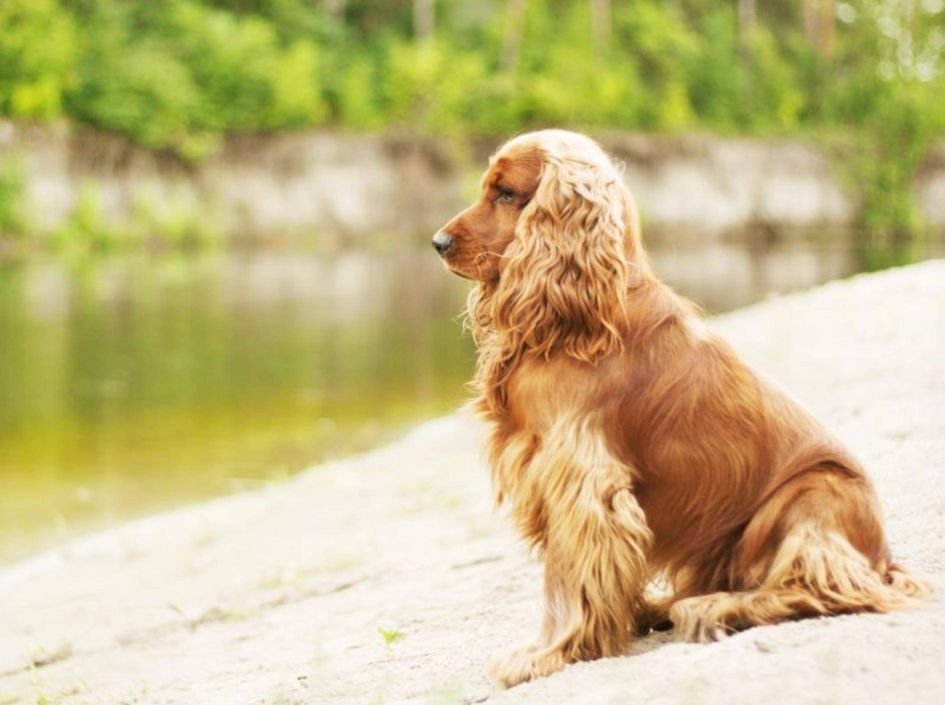 Der Cocker Spaniel: Ein vielseitiger Hund – Bild: Shutterstock / Alan Mardi