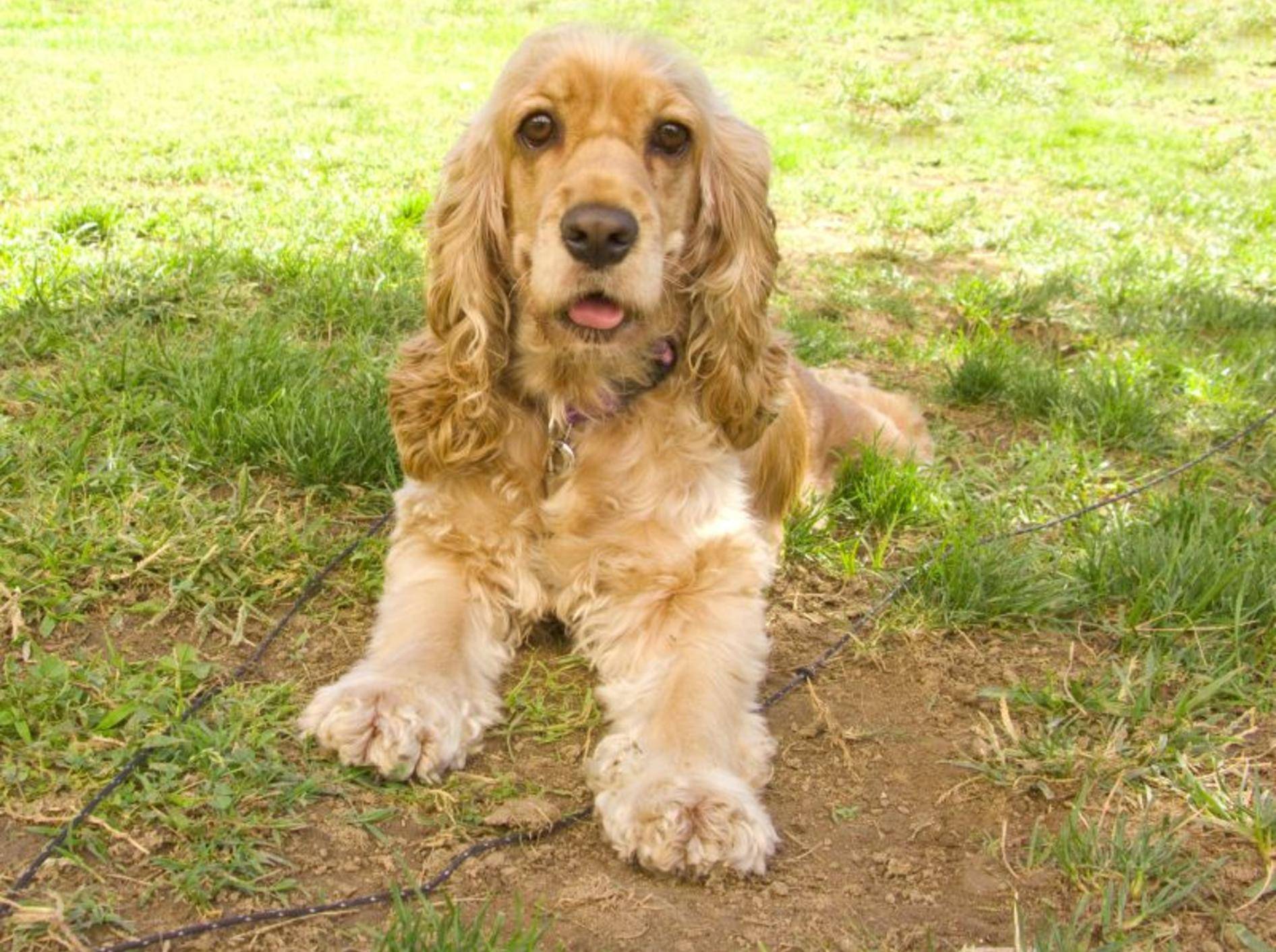 Der Cocker Spaniel ist ein munterer, selbstbewusster Hund – Bild: Shutterstock / Ingrid Prats