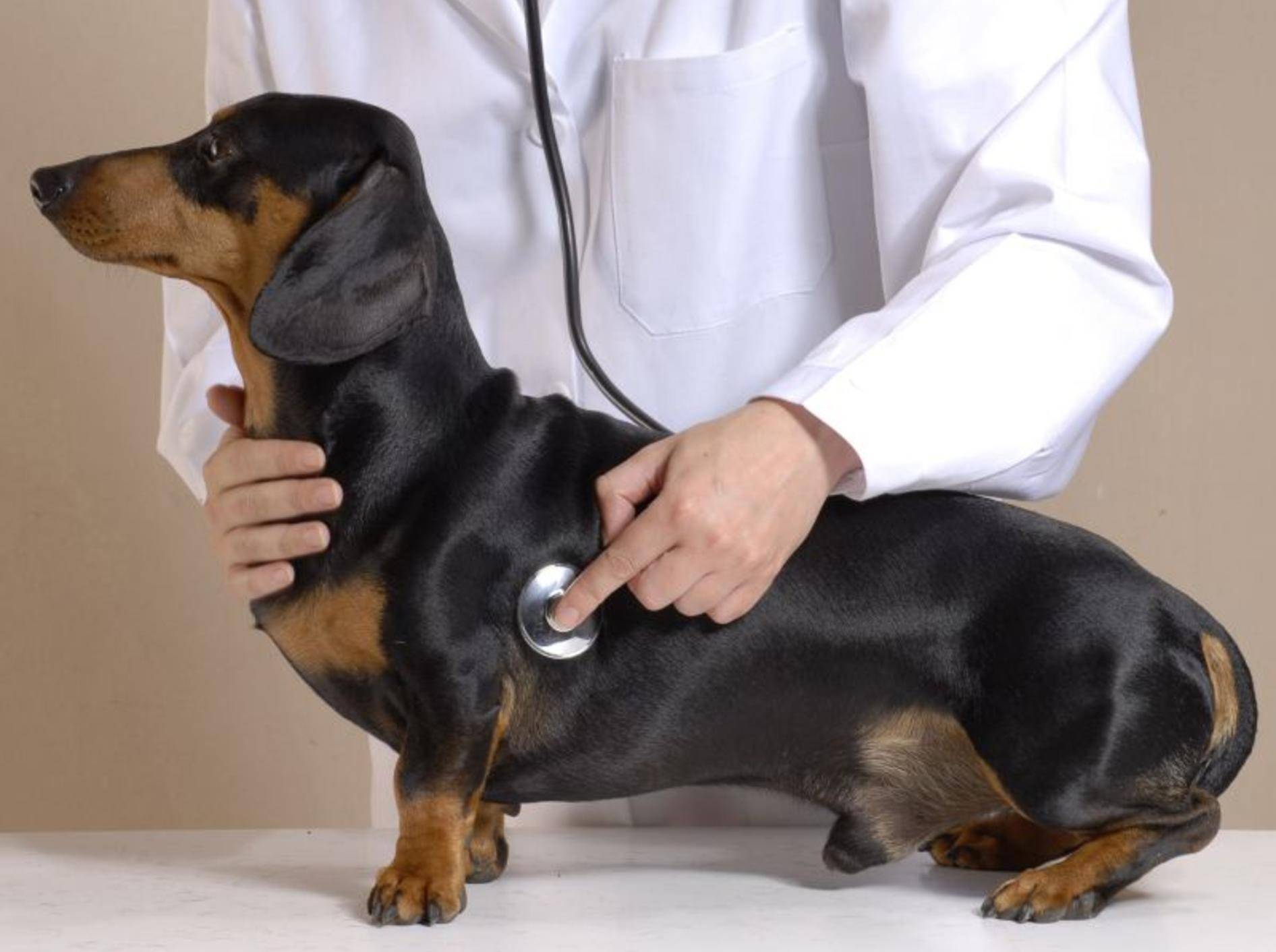 Diagnose von Herzinsuffizienz bei Hunden