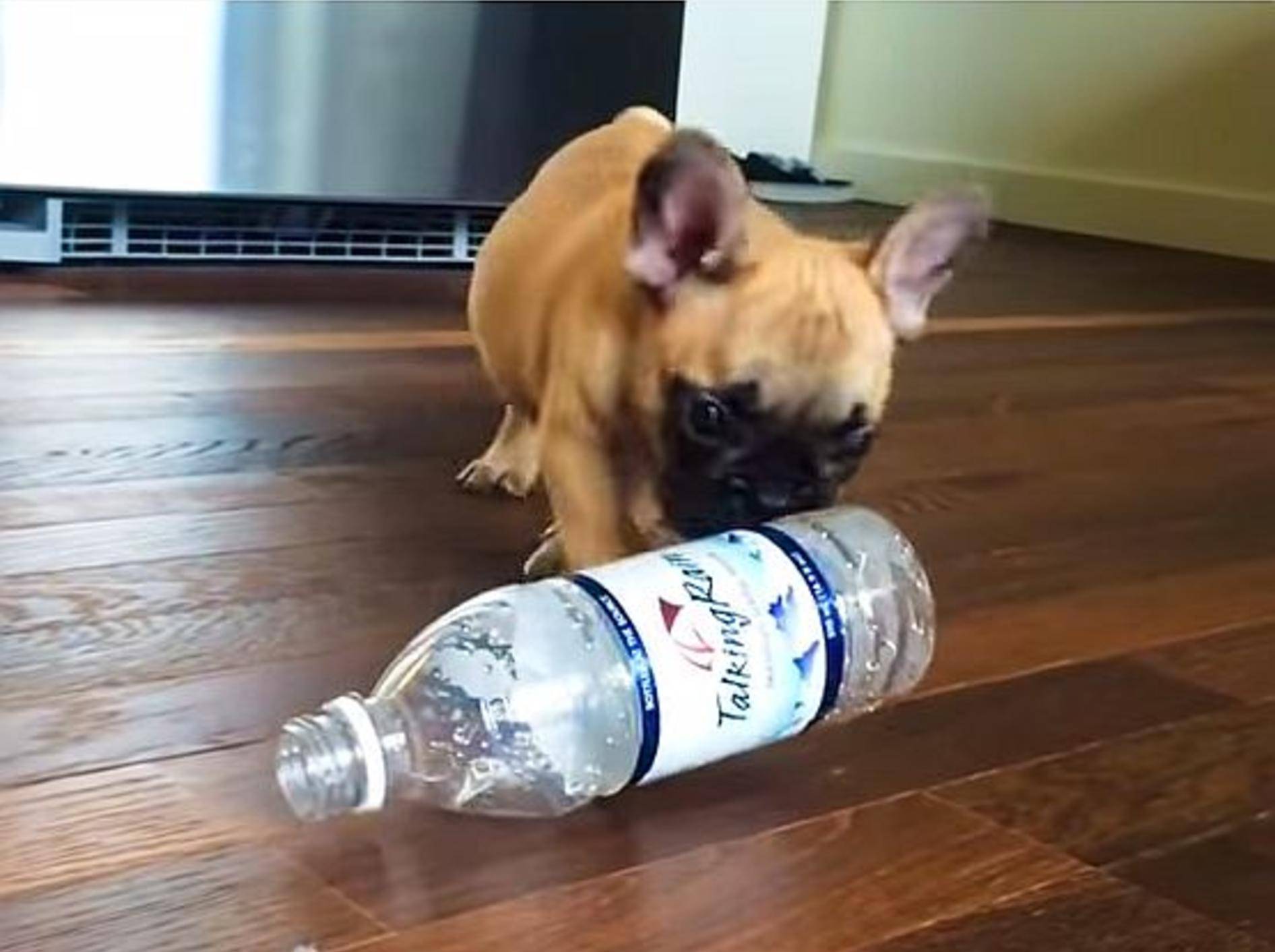 Welpen versus Wasserflaschen – Bild: Youtube / MrFunnyMals