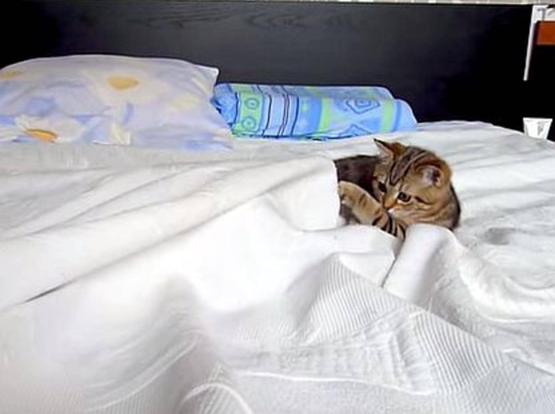 Die Katze und das mysteriöse Bettlaken – Bild: Youtube / Funnycatsandnicefish